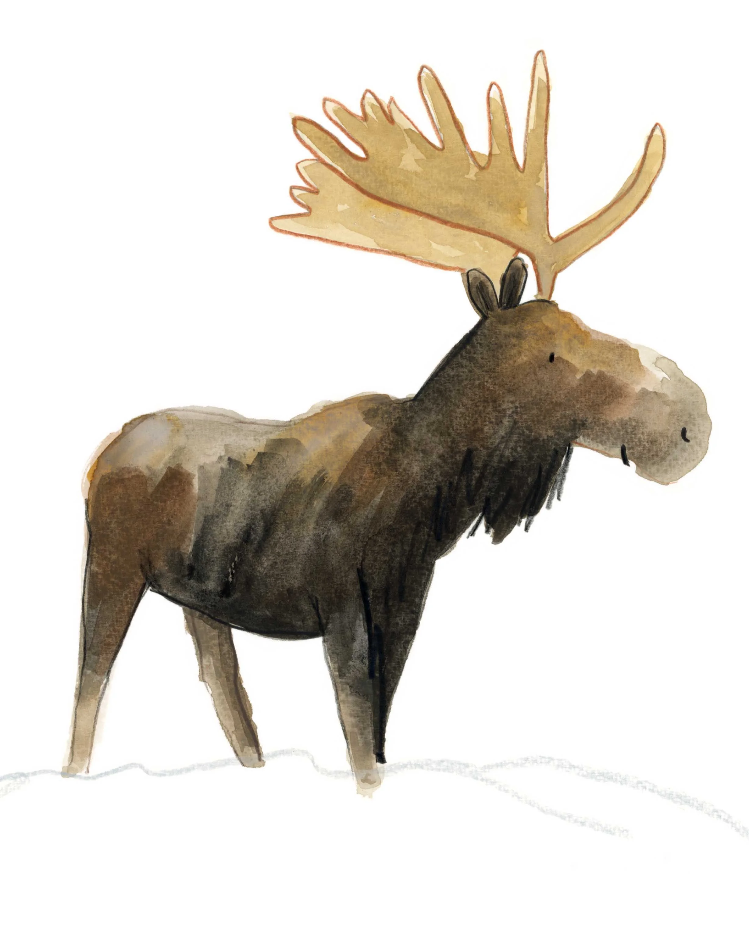 Moose 1 online.jpg