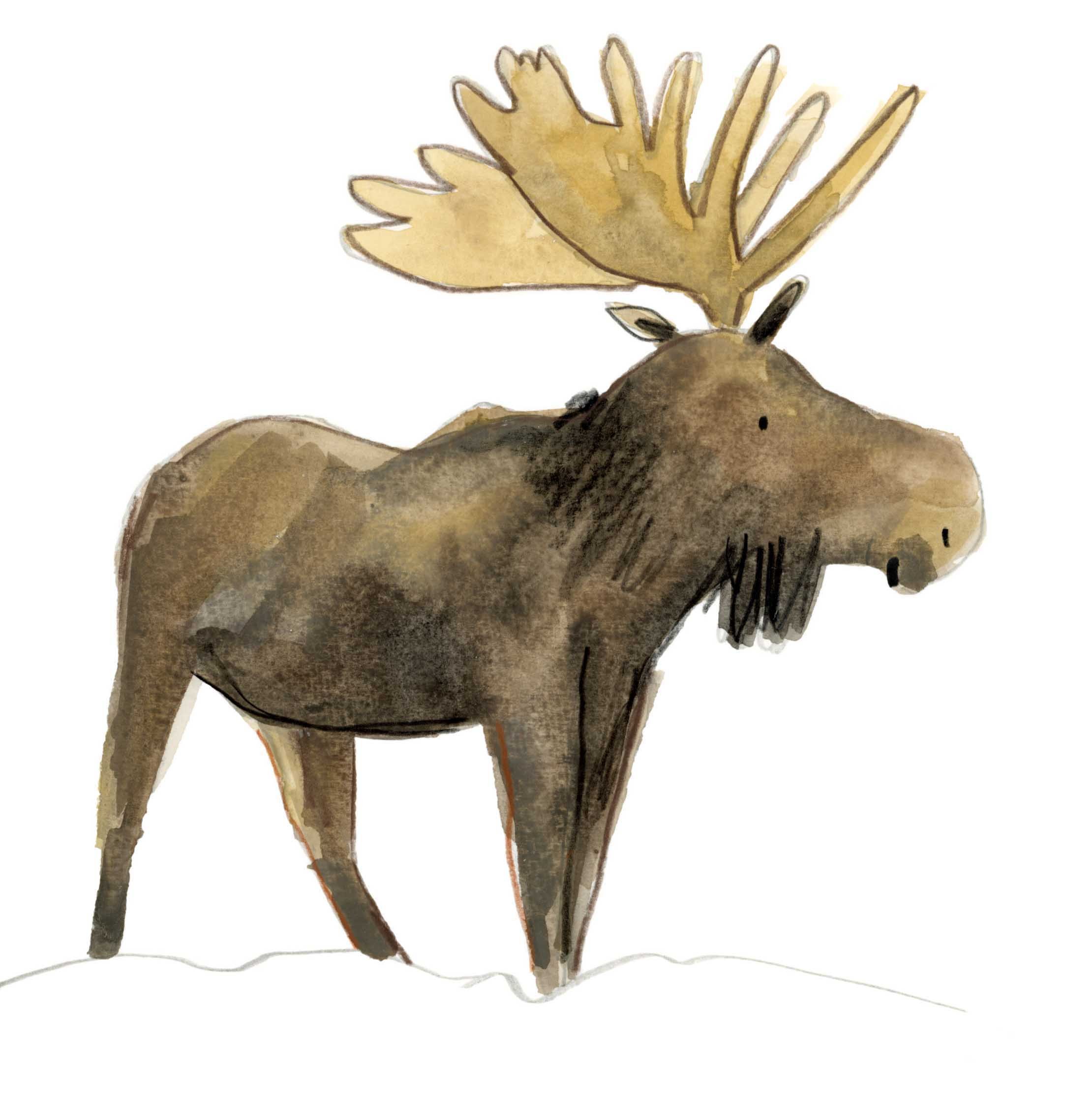 Moose 2 online.jpg