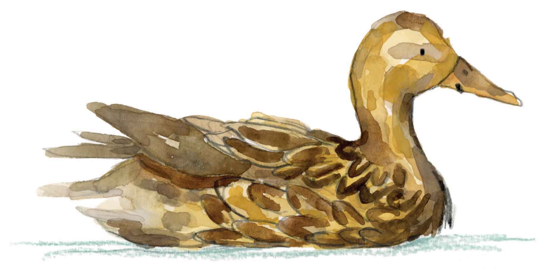 female mallard 1 shop.jpg