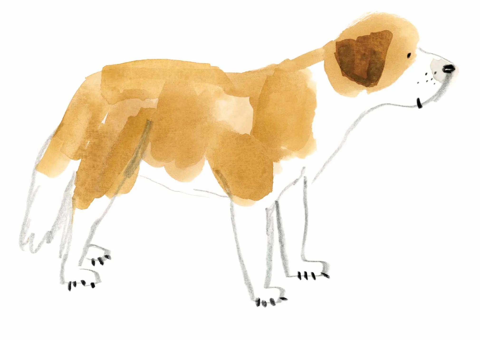 St Bernard Original 1 Online.jpg