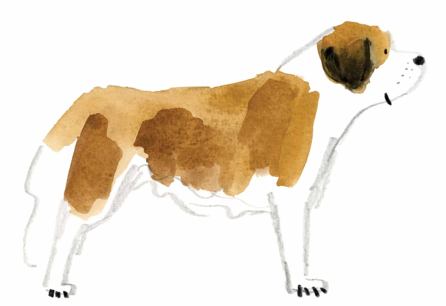 St Bernard Original 3 Online.jpg