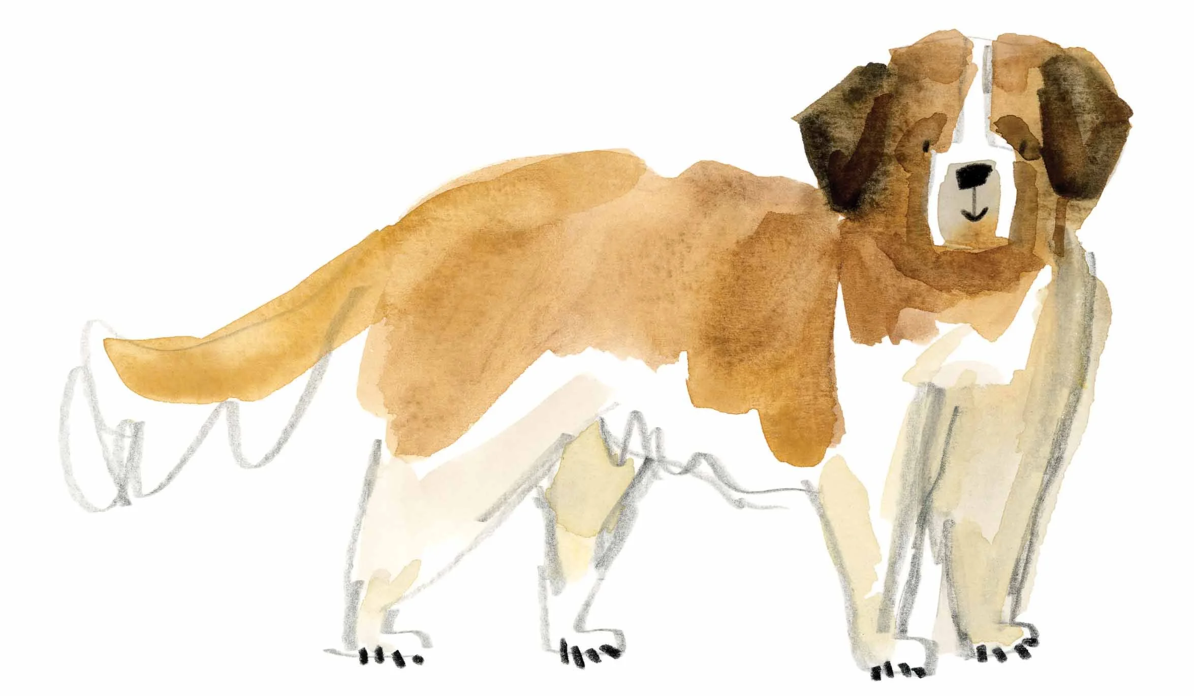 St Bernard Original 2 Online.jpg