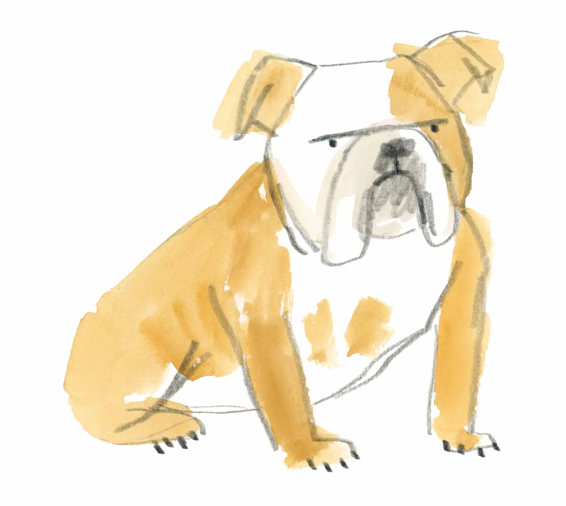 Bulldog Original 1 Online.jpg