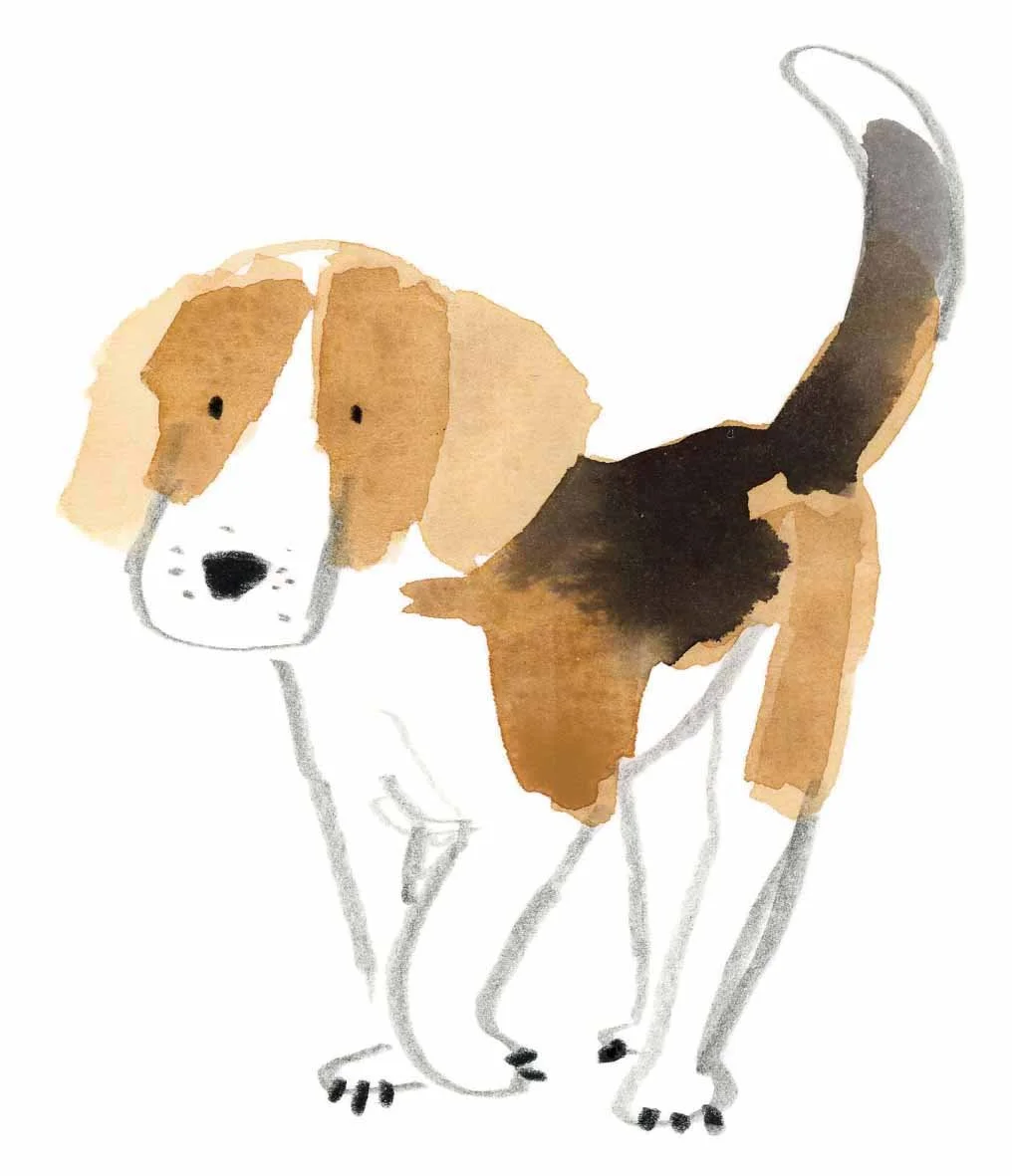 Beagle Original 1 Online.jpg
