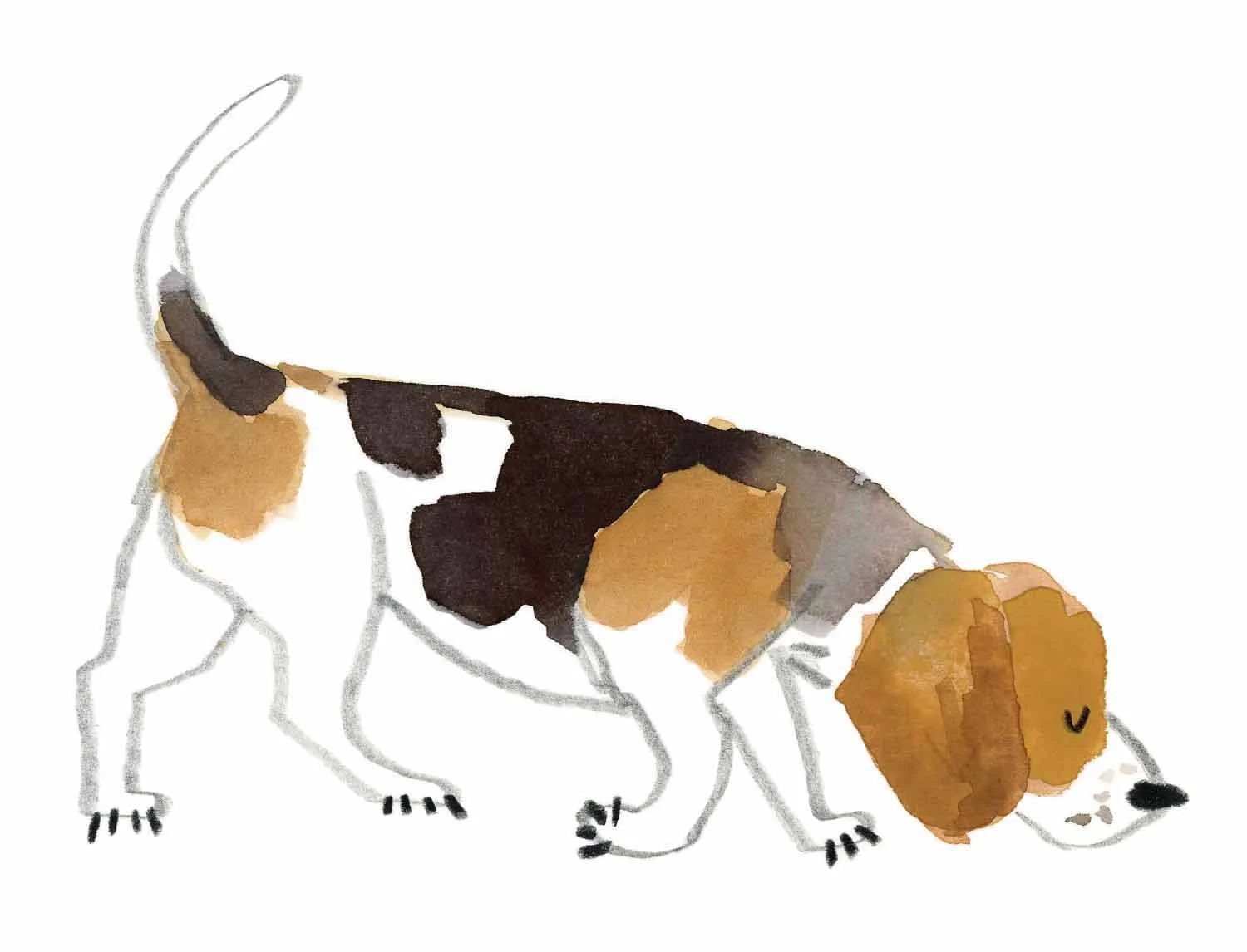 Beagle Original 2 Online.jpg
