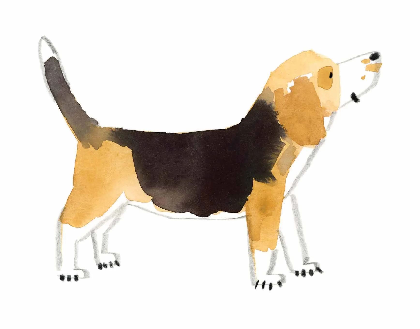 Beagle Original 4 online.jpg