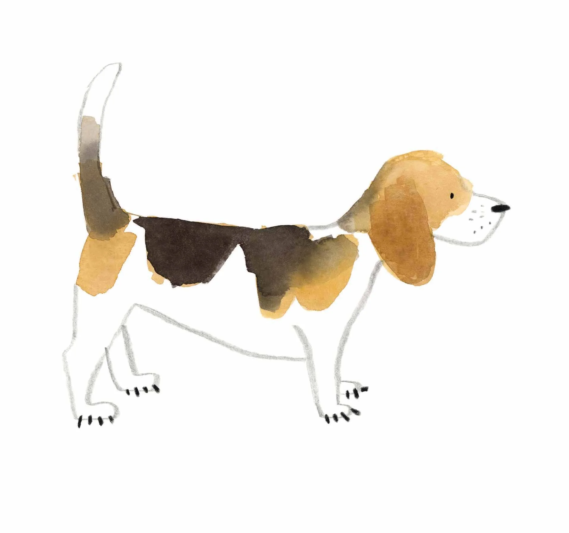 Beagle Original 5 online.jpg