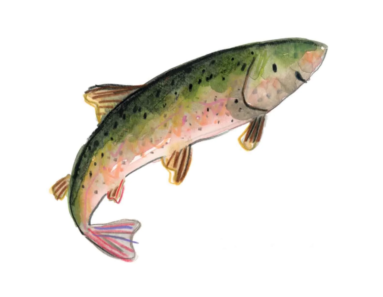 Salmon 1 online.jpg