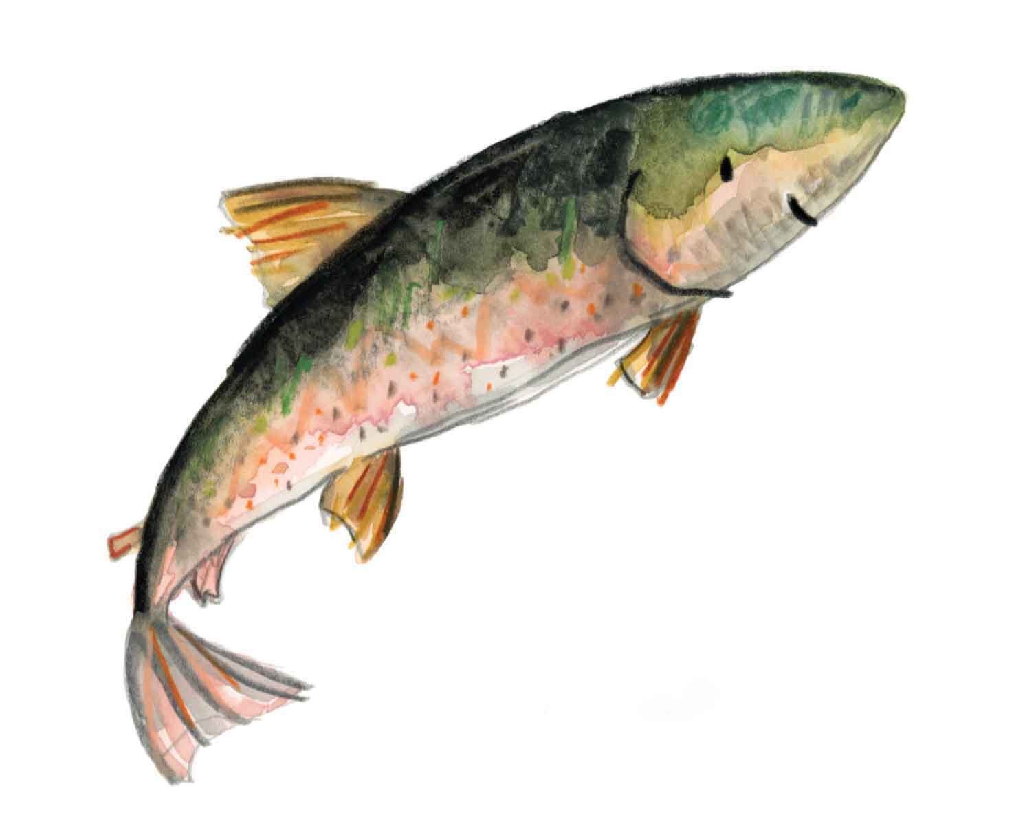 Salmon 2 online.jpg