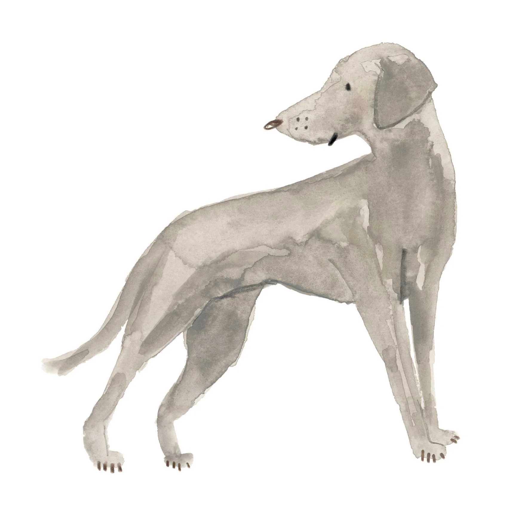 Weimaraner Print 1.jpg