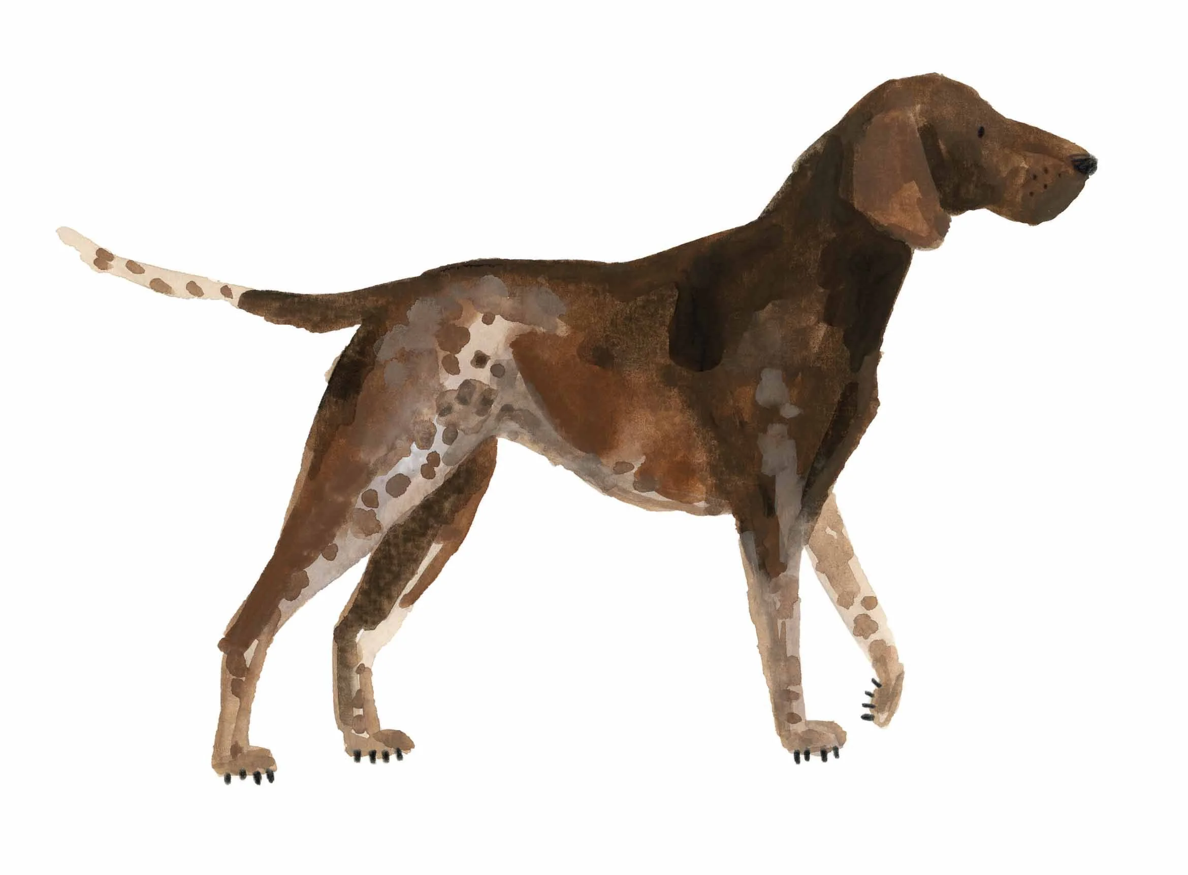 Pointer Original 1 online.jpg