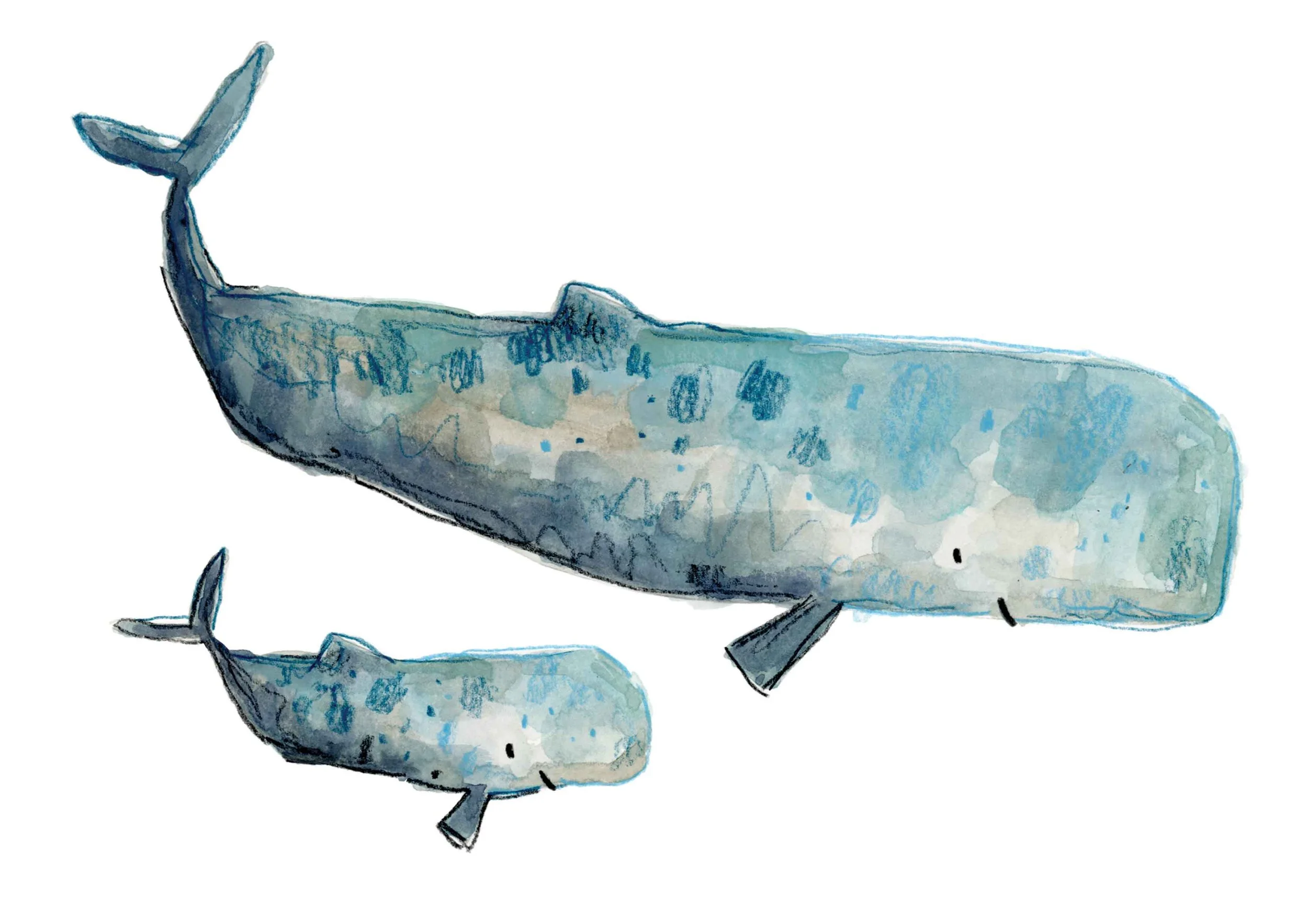 Mother and baby sperm whale print online.jpg