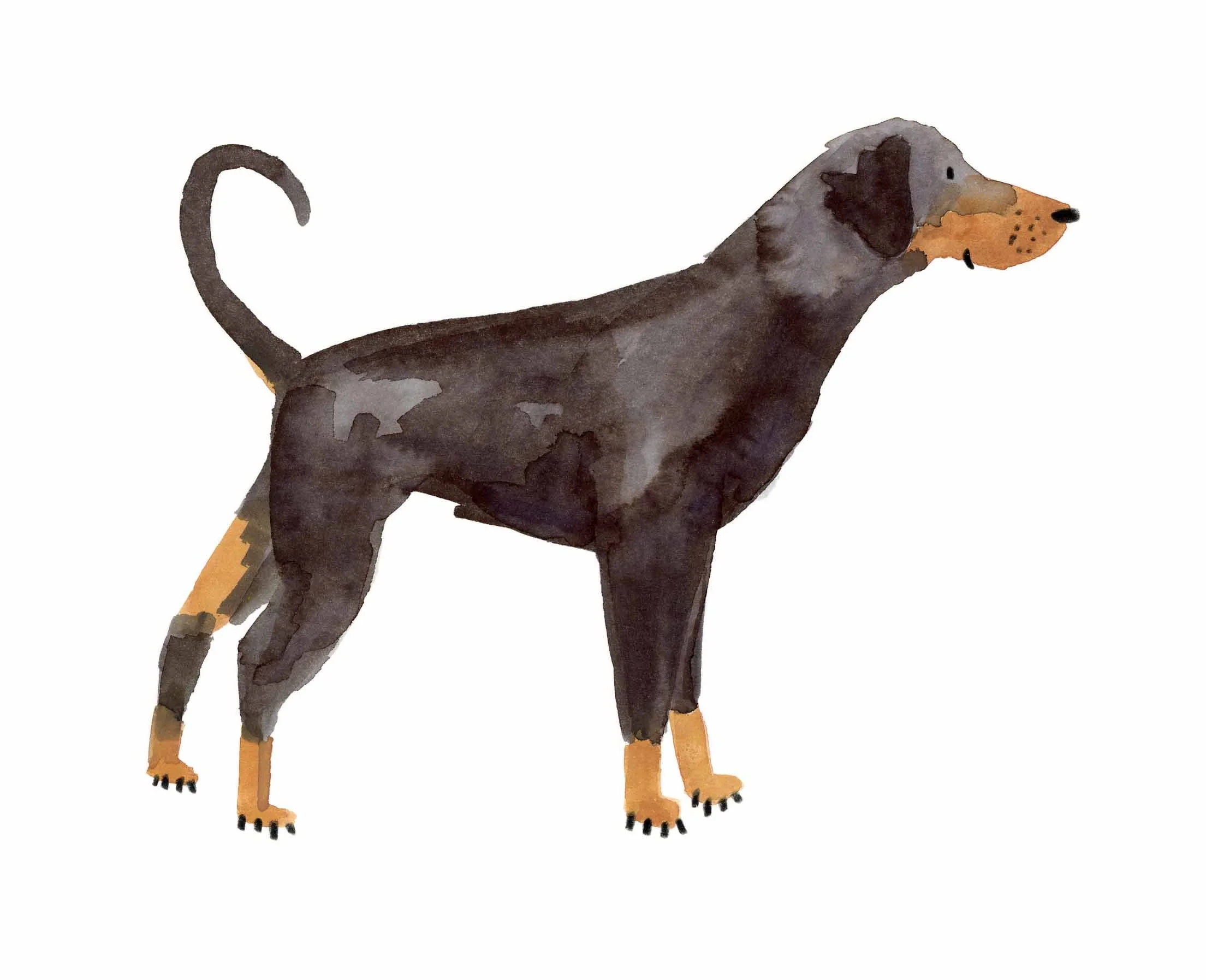 Doberman Original 1 online.jpg
