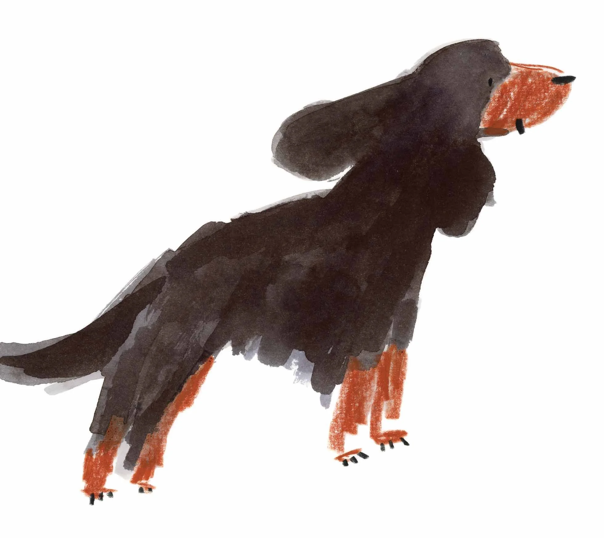 Gordon Setter 6 online.jpg