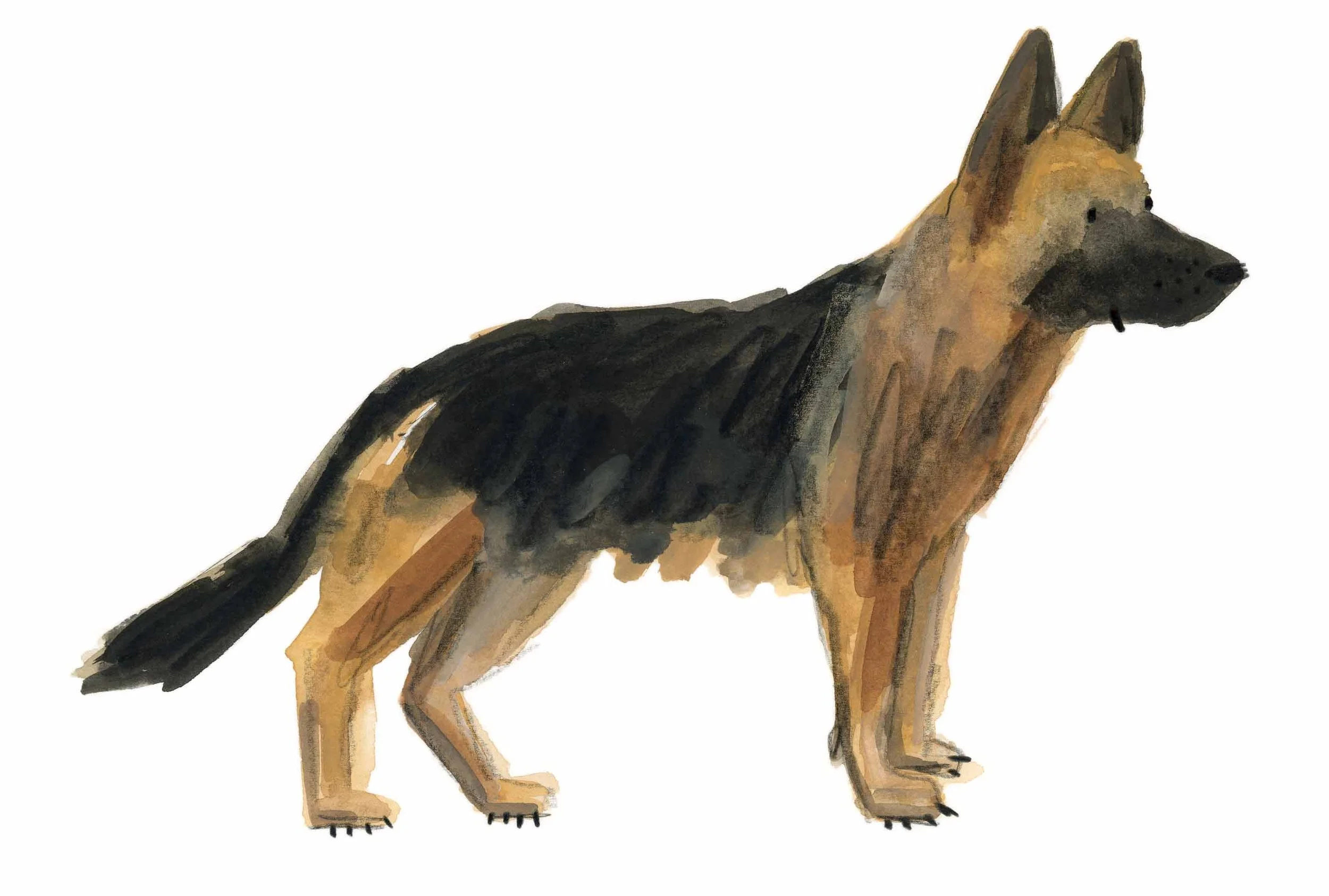 German Shepherd 2 Original Online.jpg