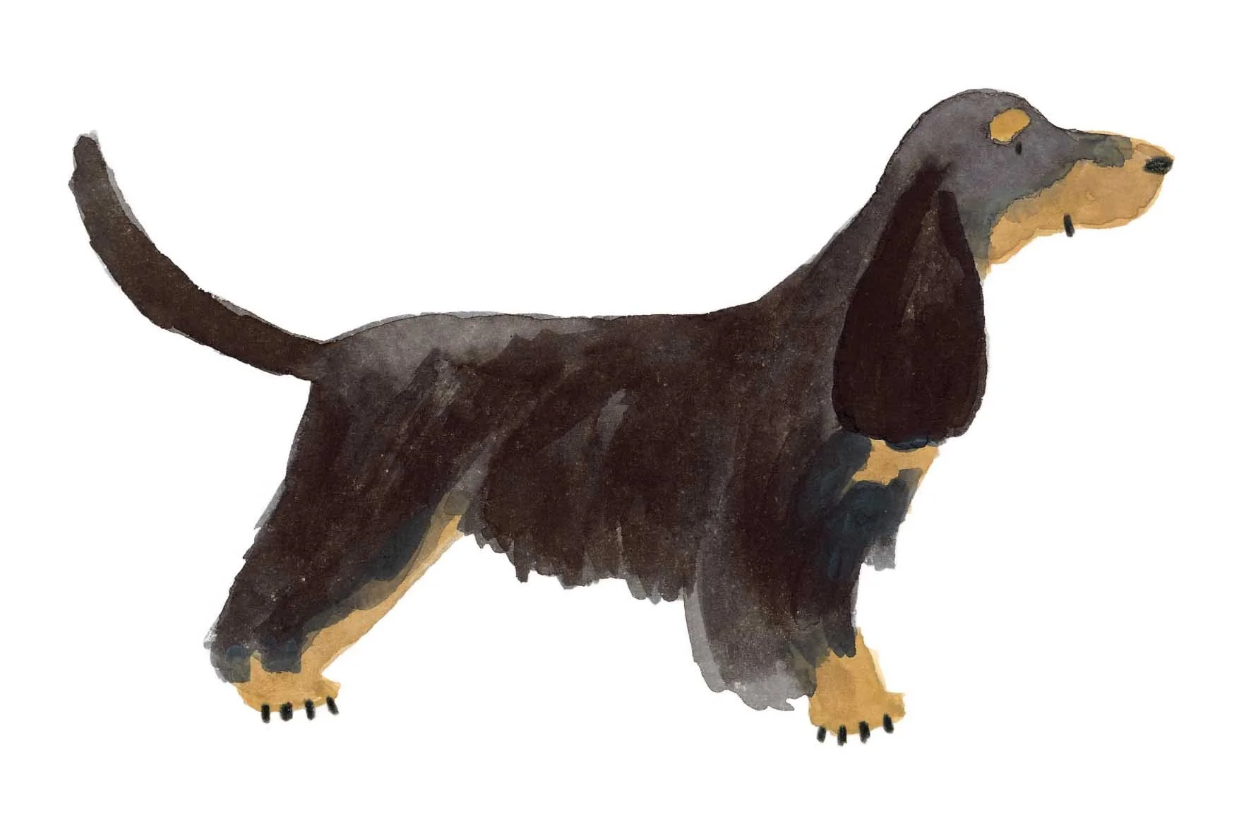 Black and Tan Cocker online.jpg