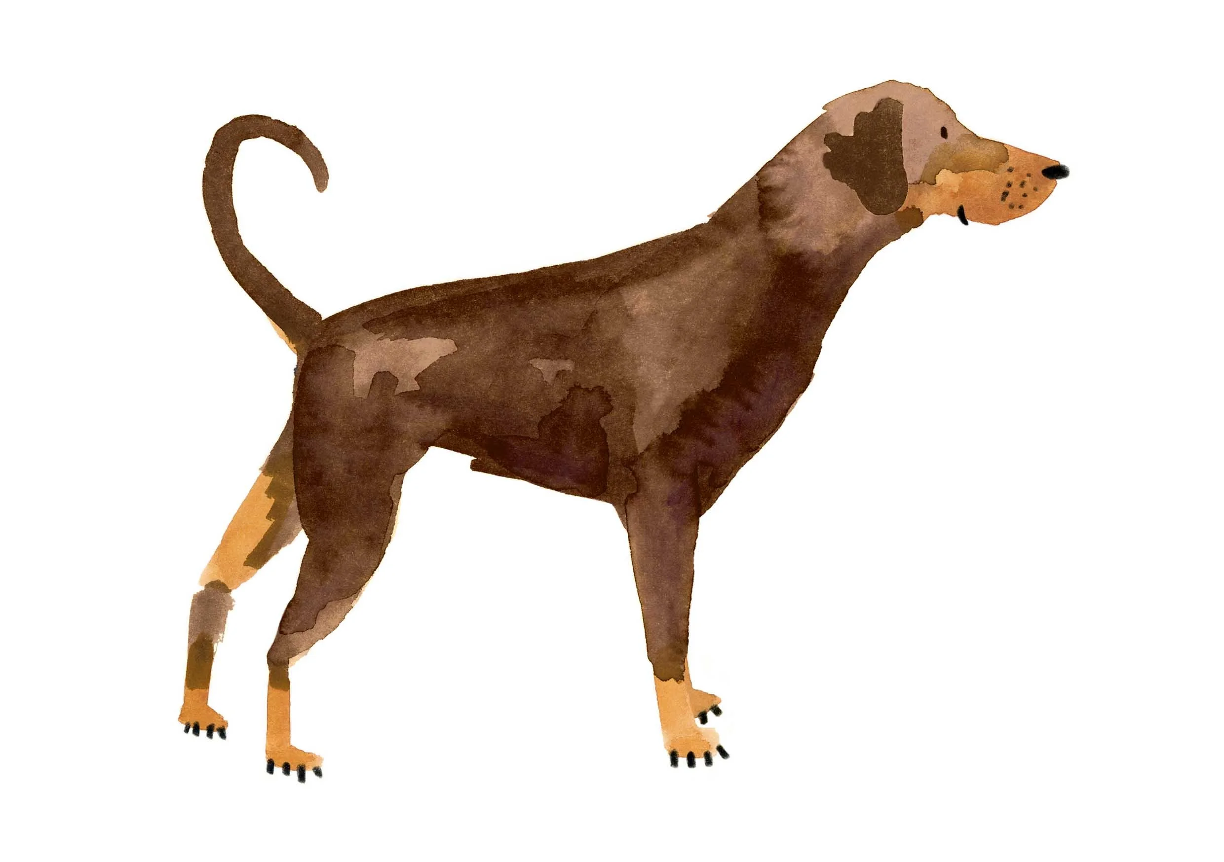 Doberman Print 2 online.jpg