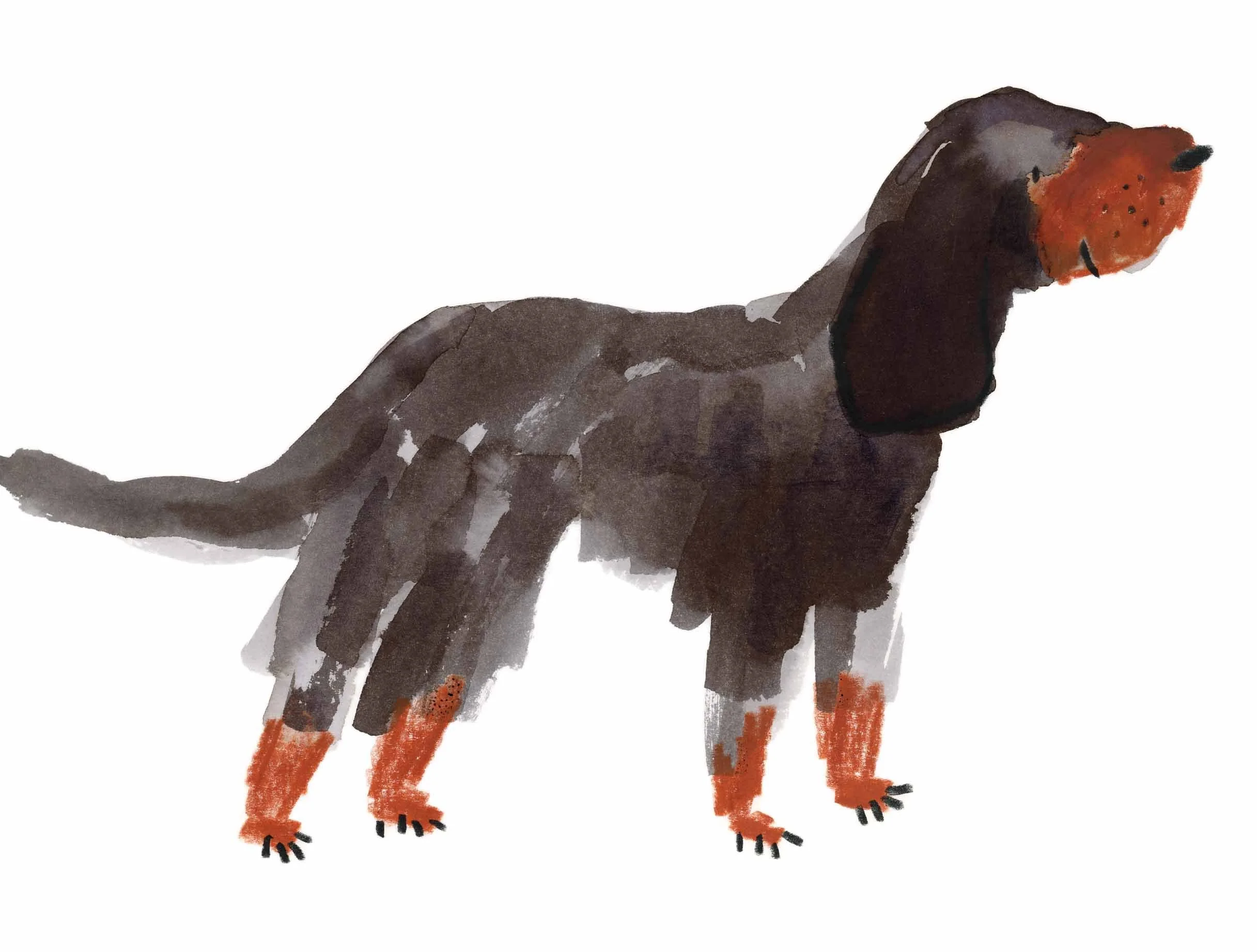 Gordon Setter 11 online.jpg