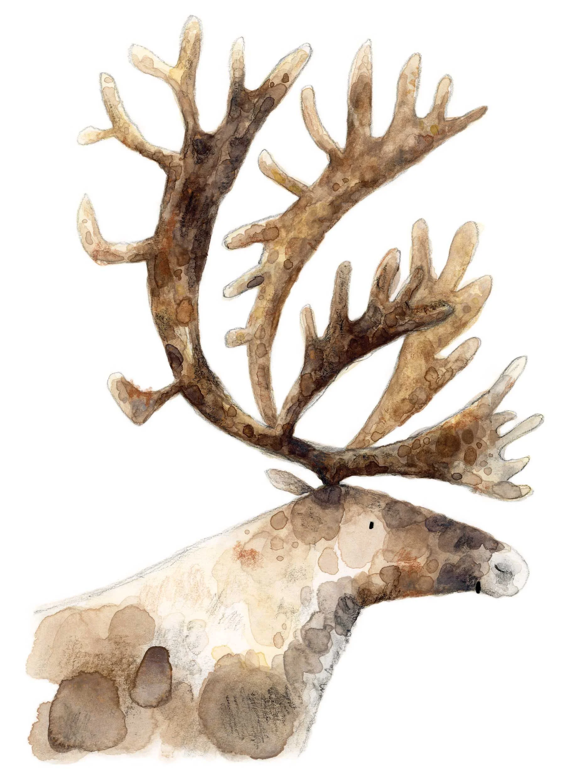 Caribou Original 1 online.jpg