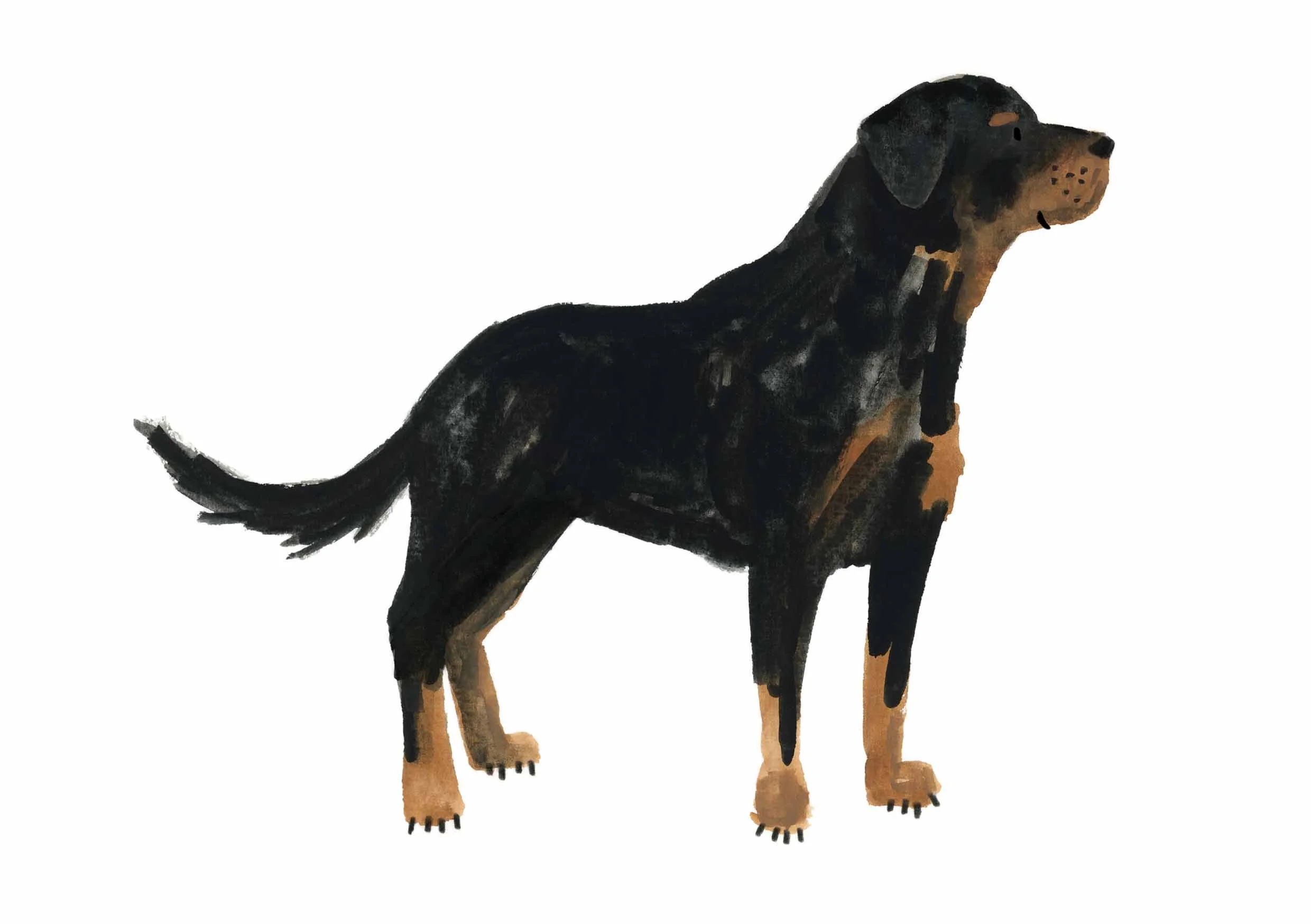 Rottweiler Print 1 online.jpg