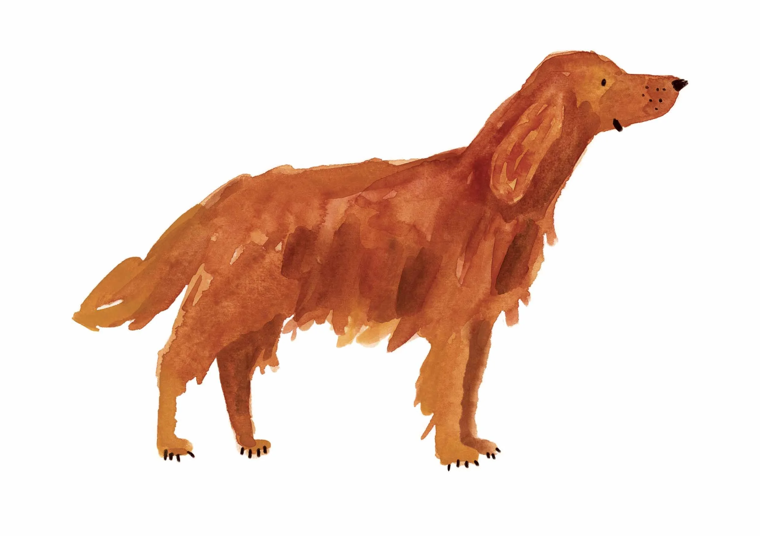 Red Irish Setter Print 1 online.jpg