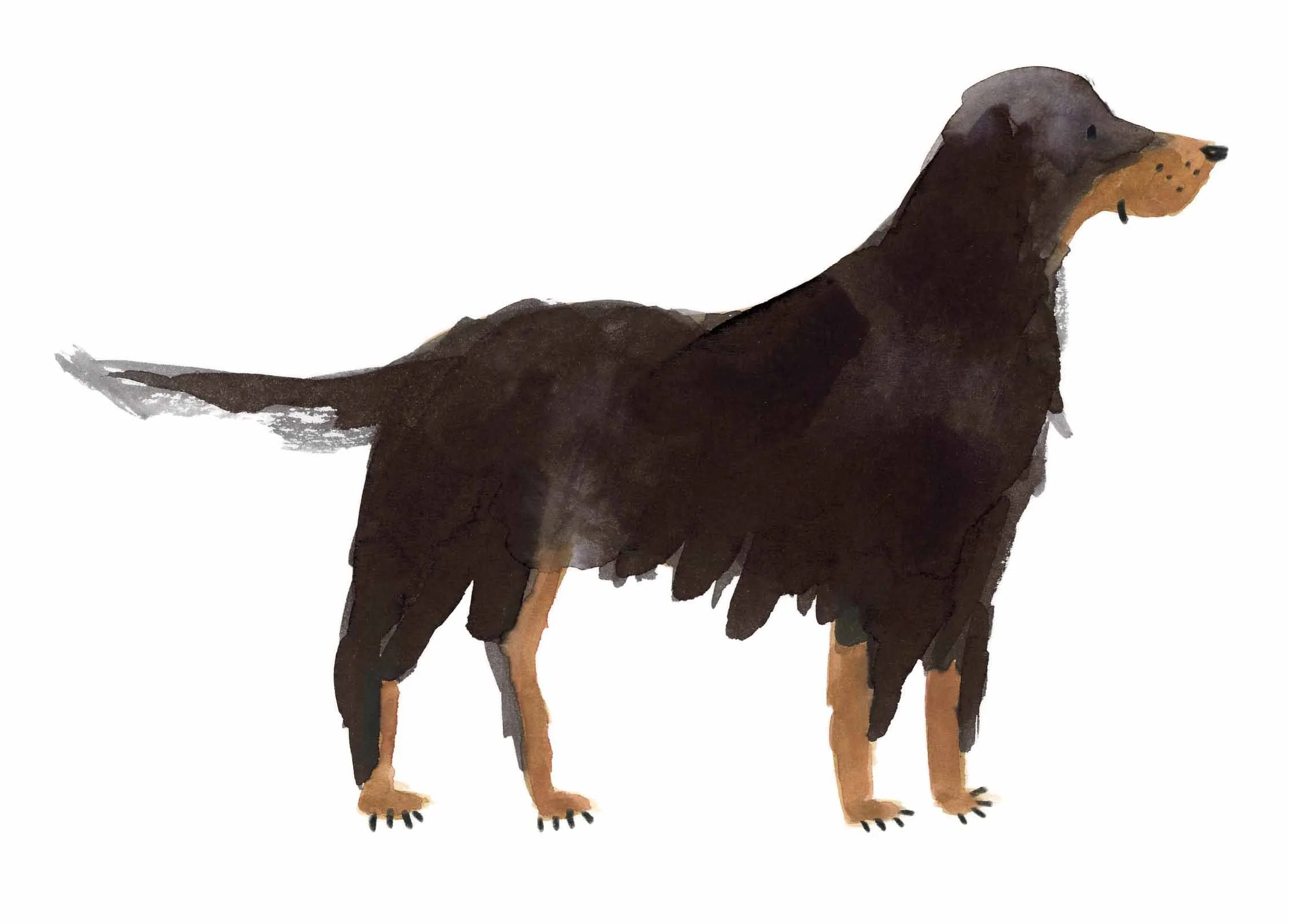 Gordon Setter 2 online.jpg