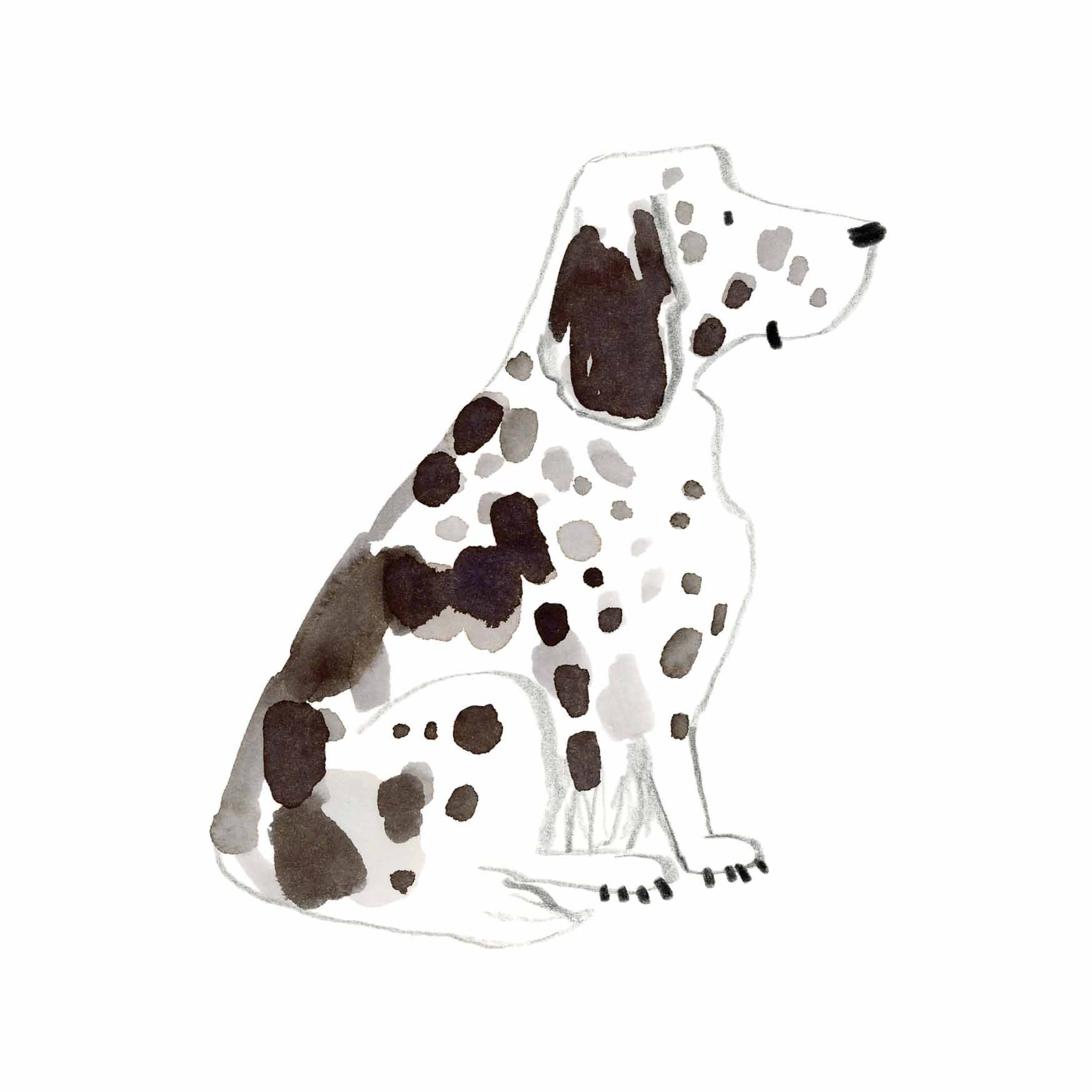 English Setter Print 1 online.jpg