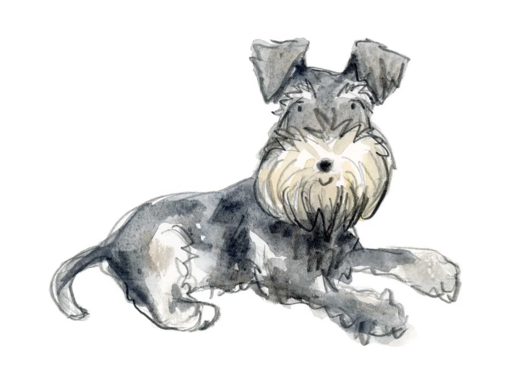 Schnauzer 1 online 2.jpg