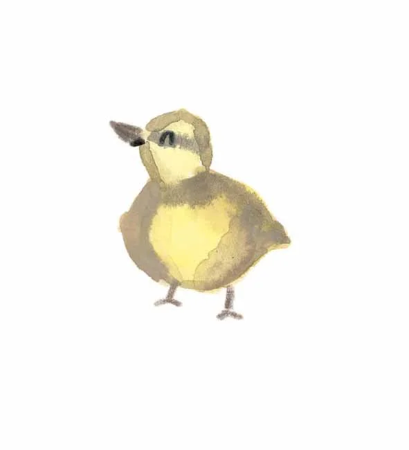 Mallard Duckling 2 online.jpg