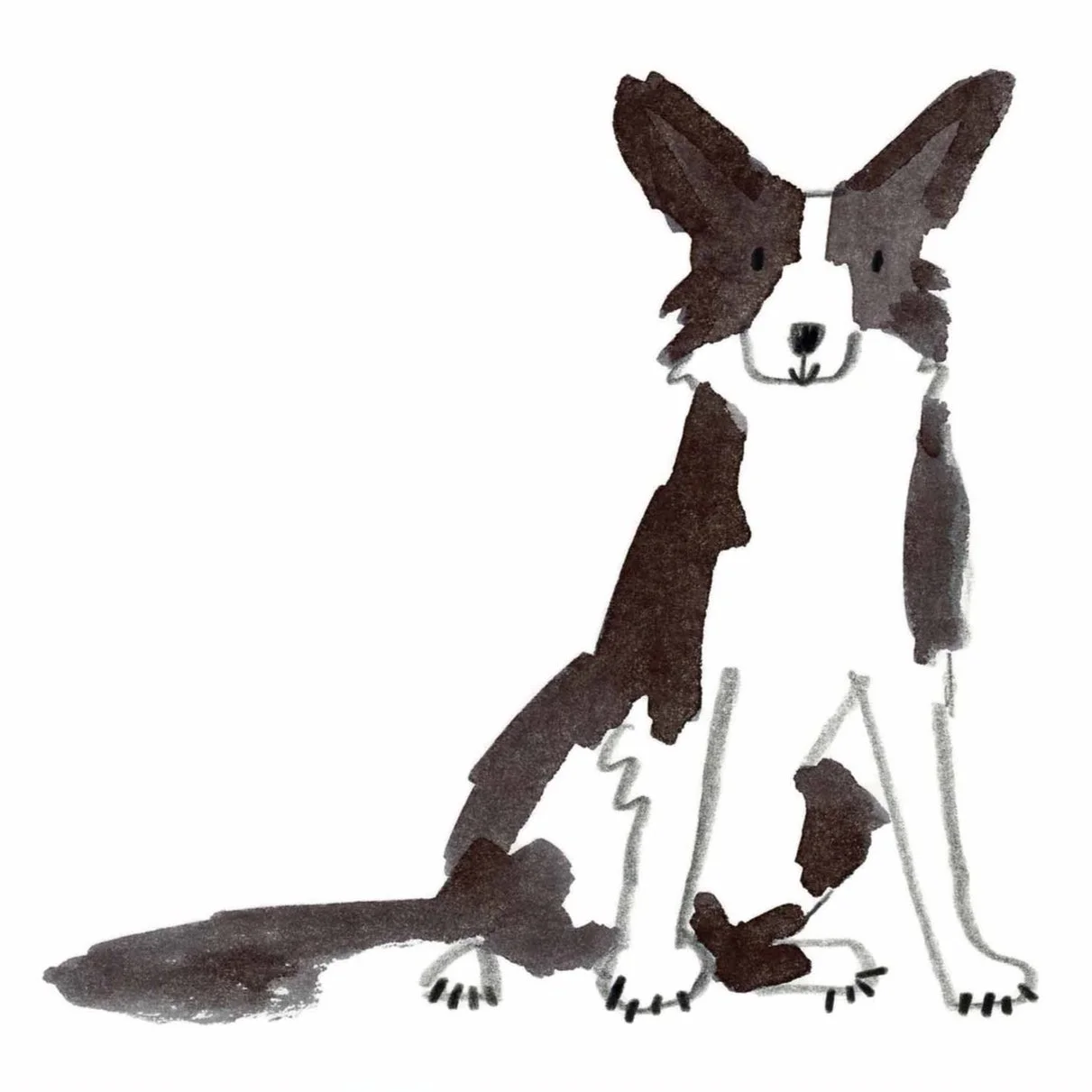 G+O%27Neill-+Collie.jpg