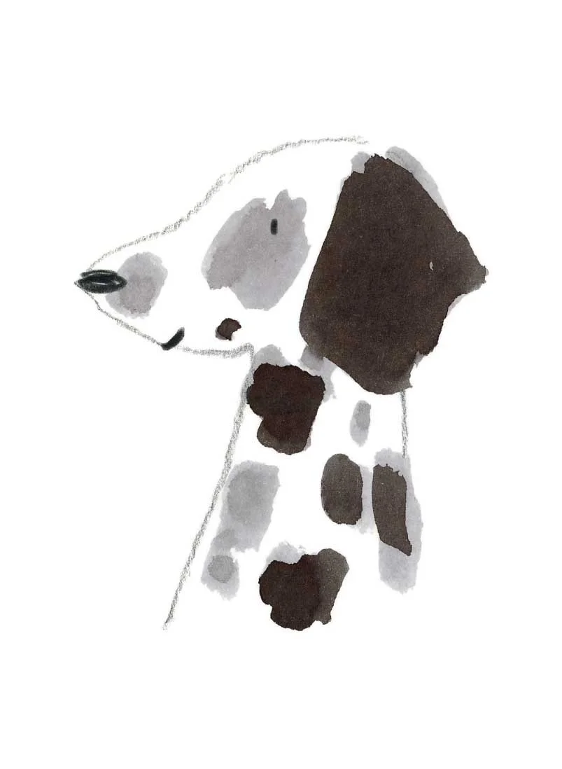 Dalmation 5 online.jpg