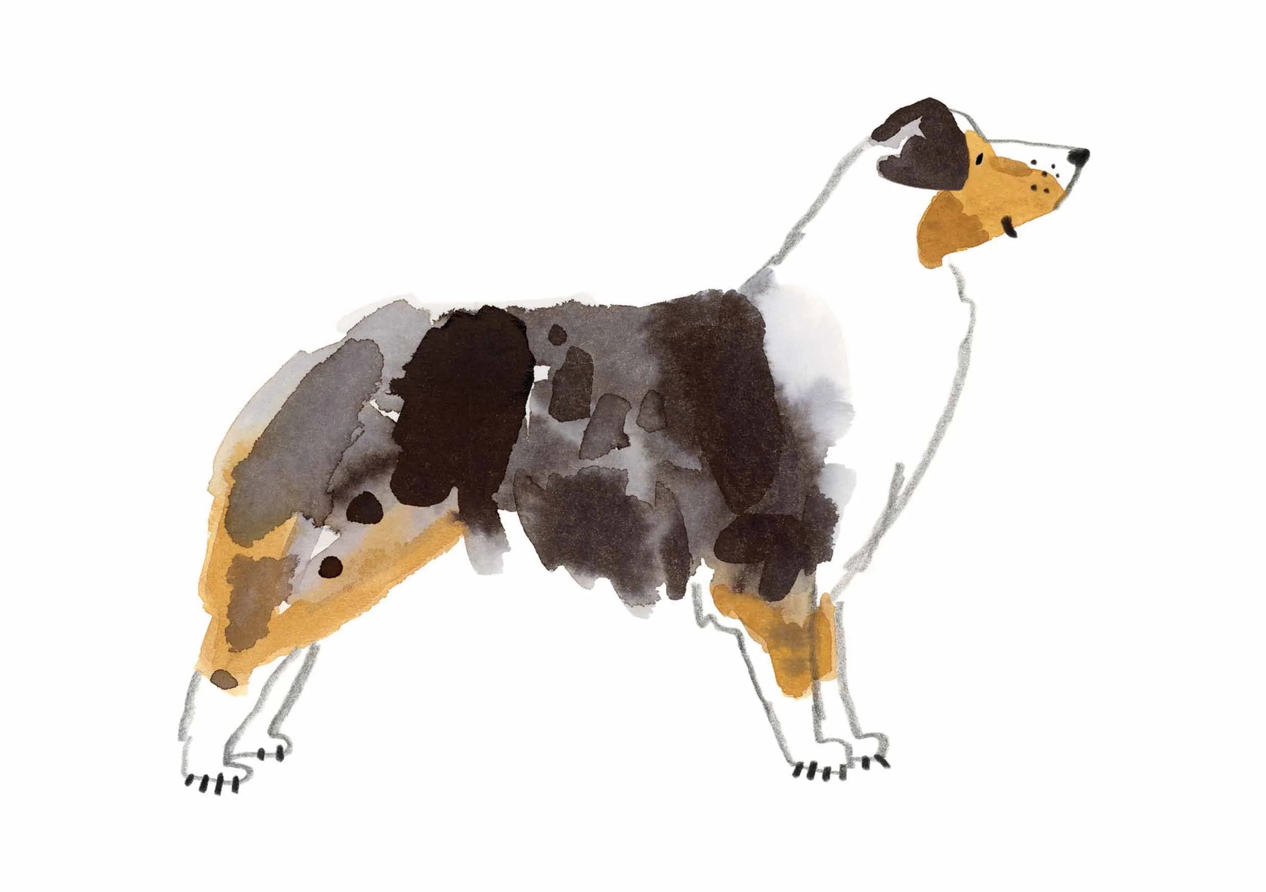 Australian Shepherd Print 1 online.jpg