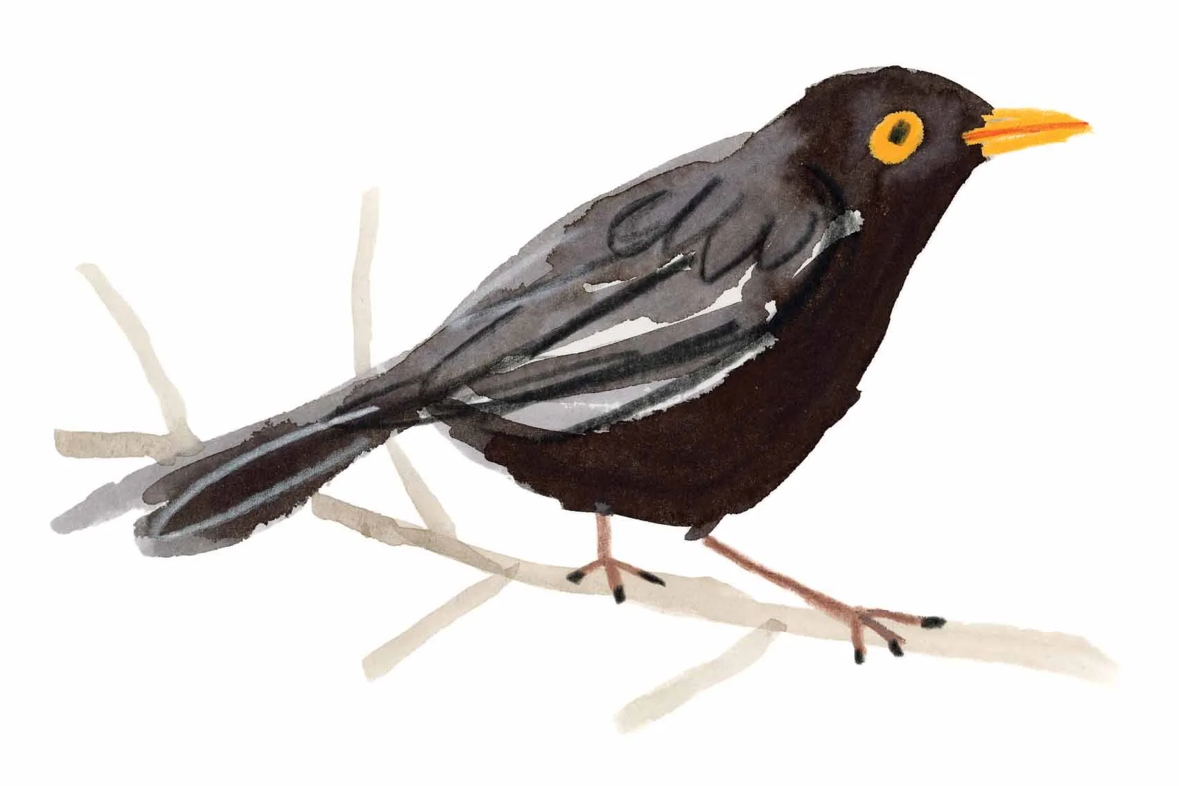 Blackbird Original 5 online.jpg