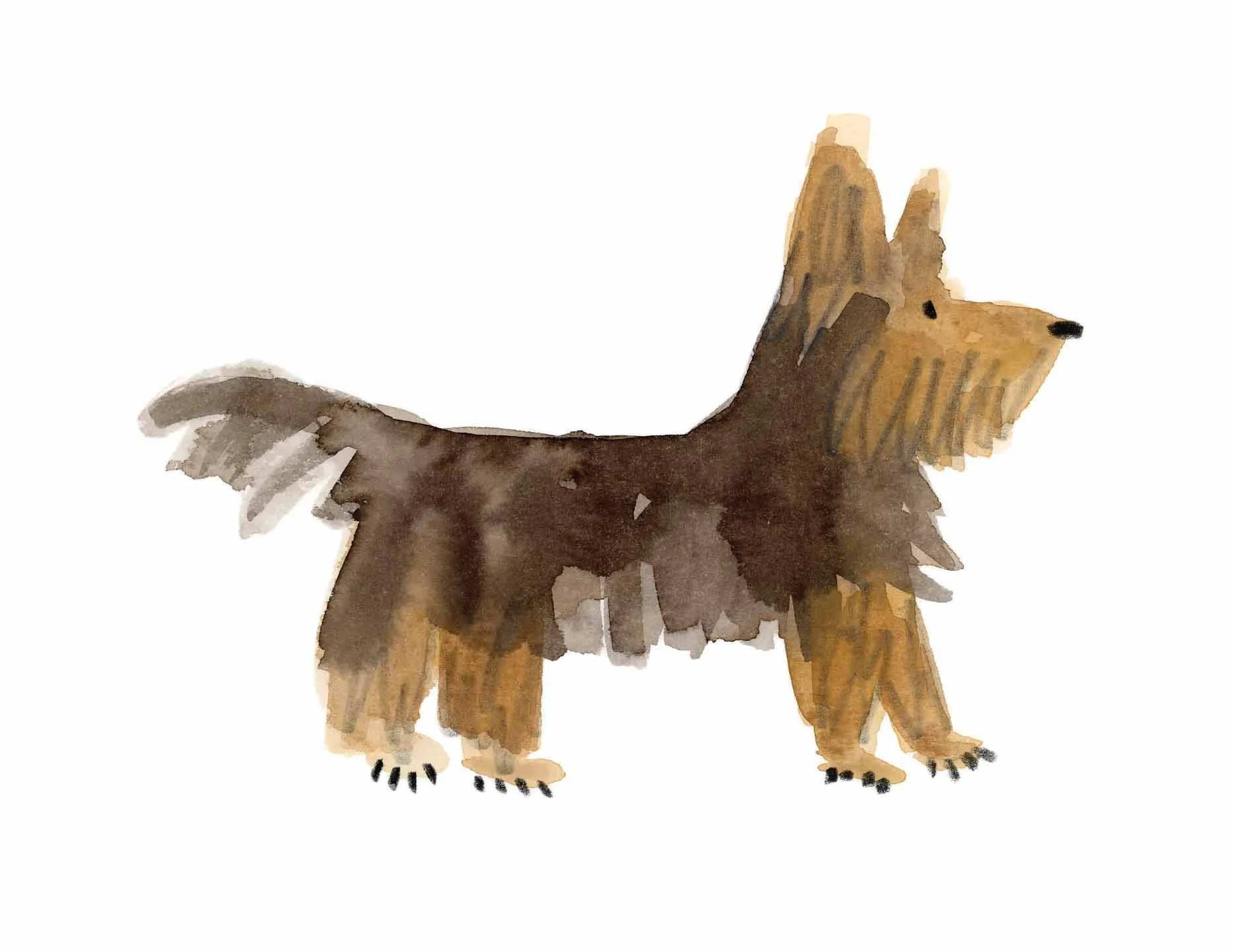 yorkie 6 online.jpg