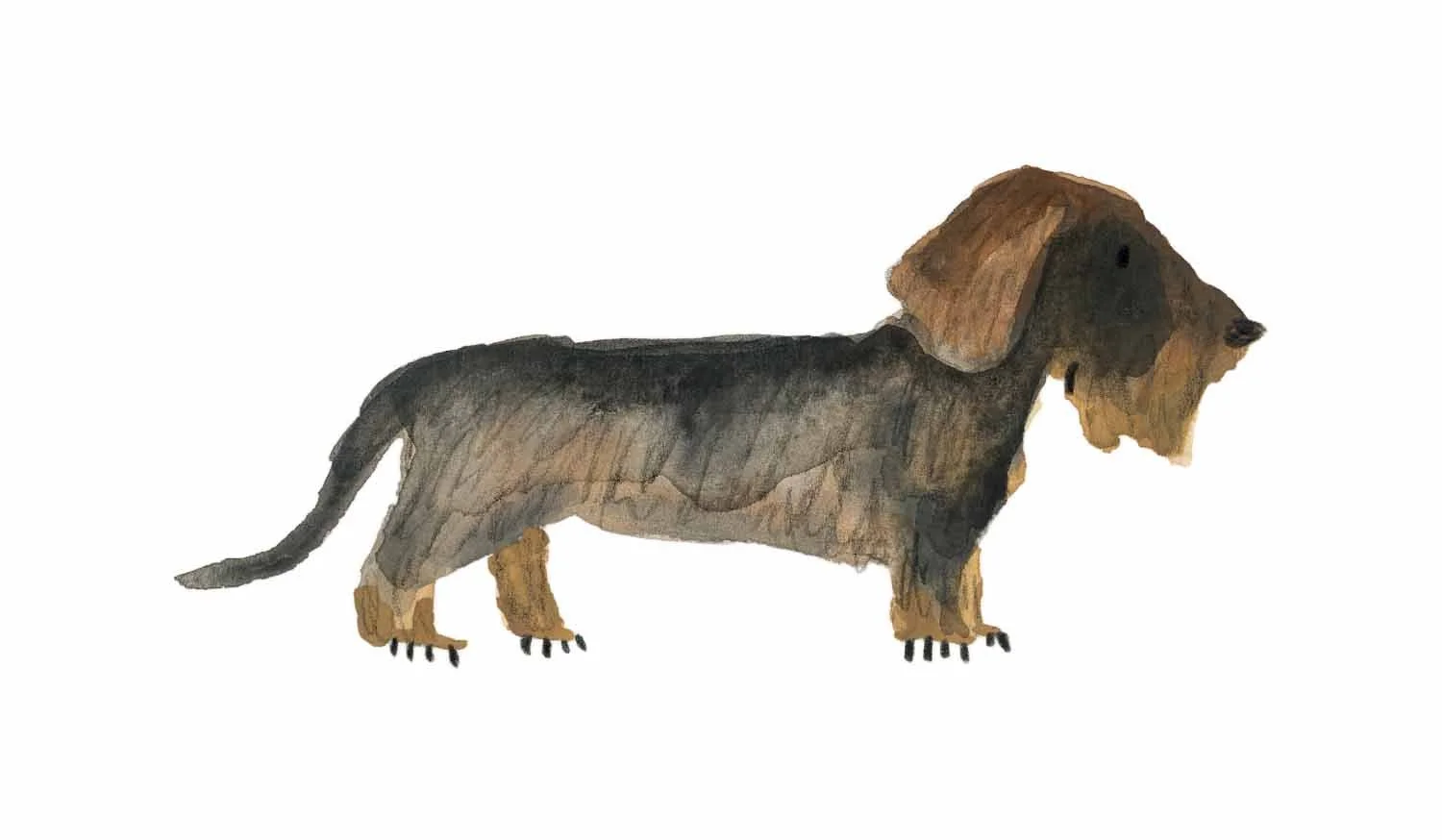 Wire Haired Dachshund 2 online.jpg