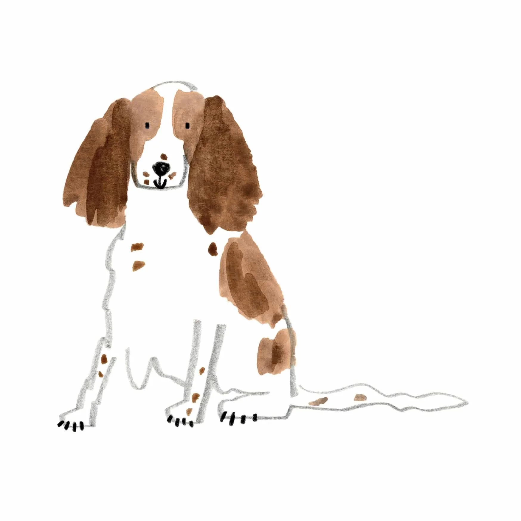 Springer Spaniel Print 1 online.jpg