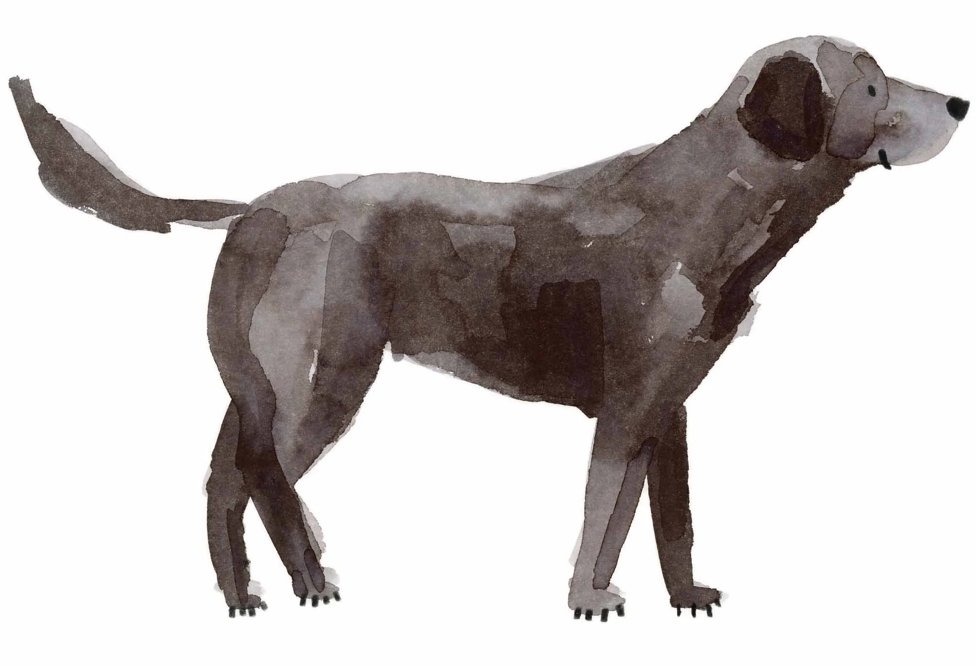 Black Labrador original 9 online.jpg