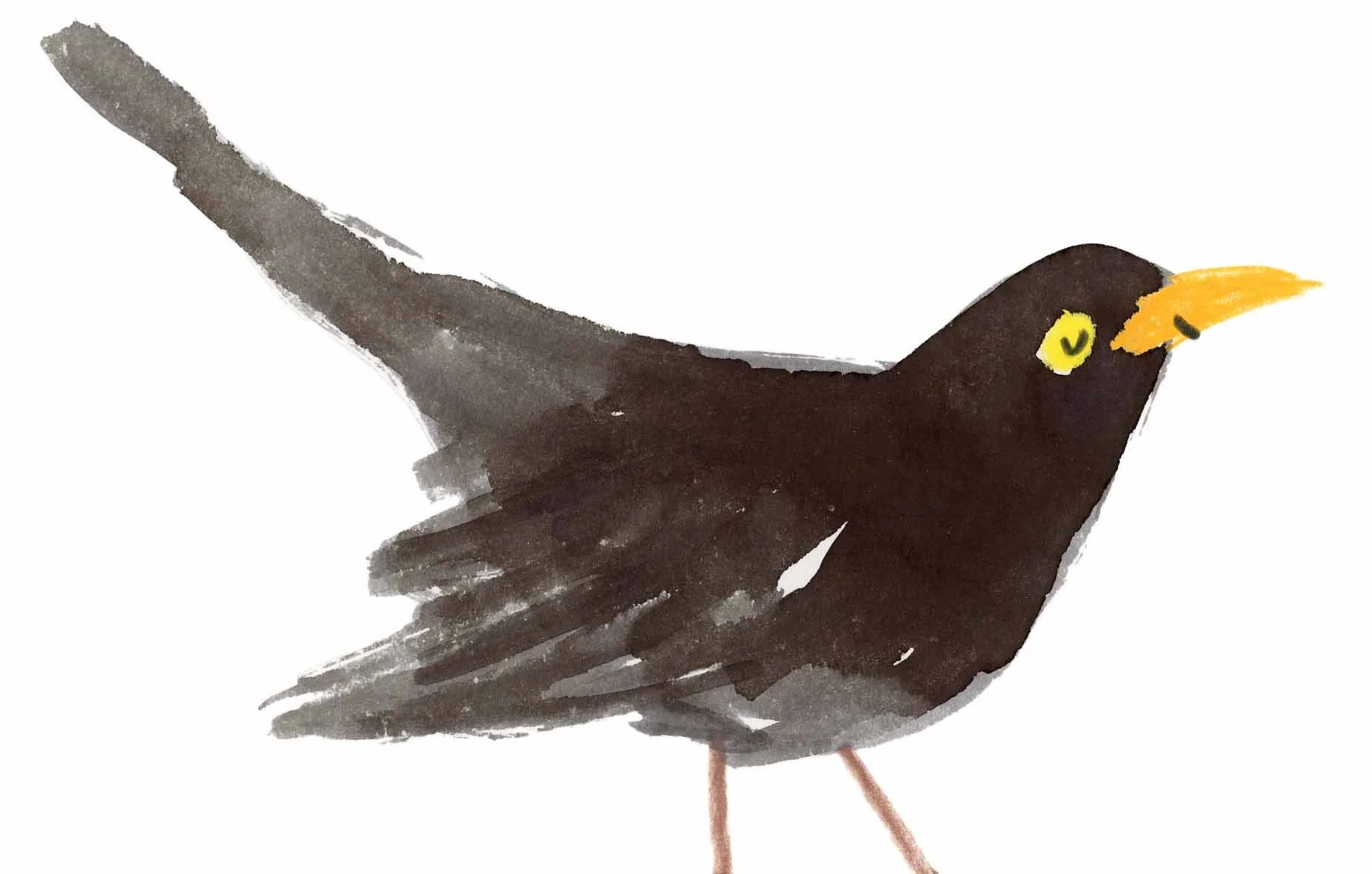 Blackbird Original 3 online.jpg
