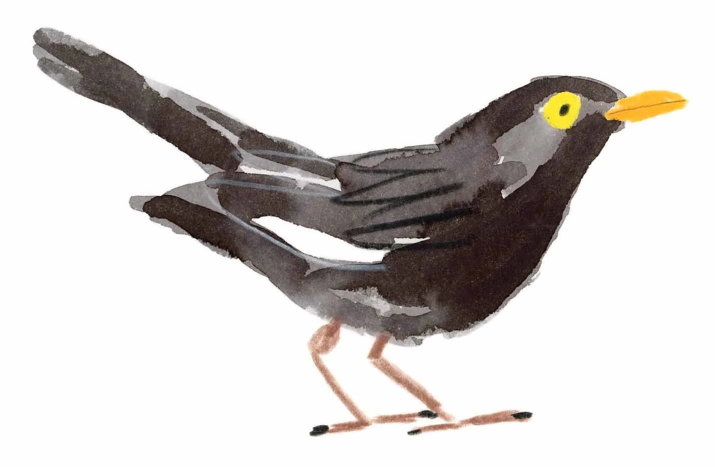Black Bird Original 8 online.jpg