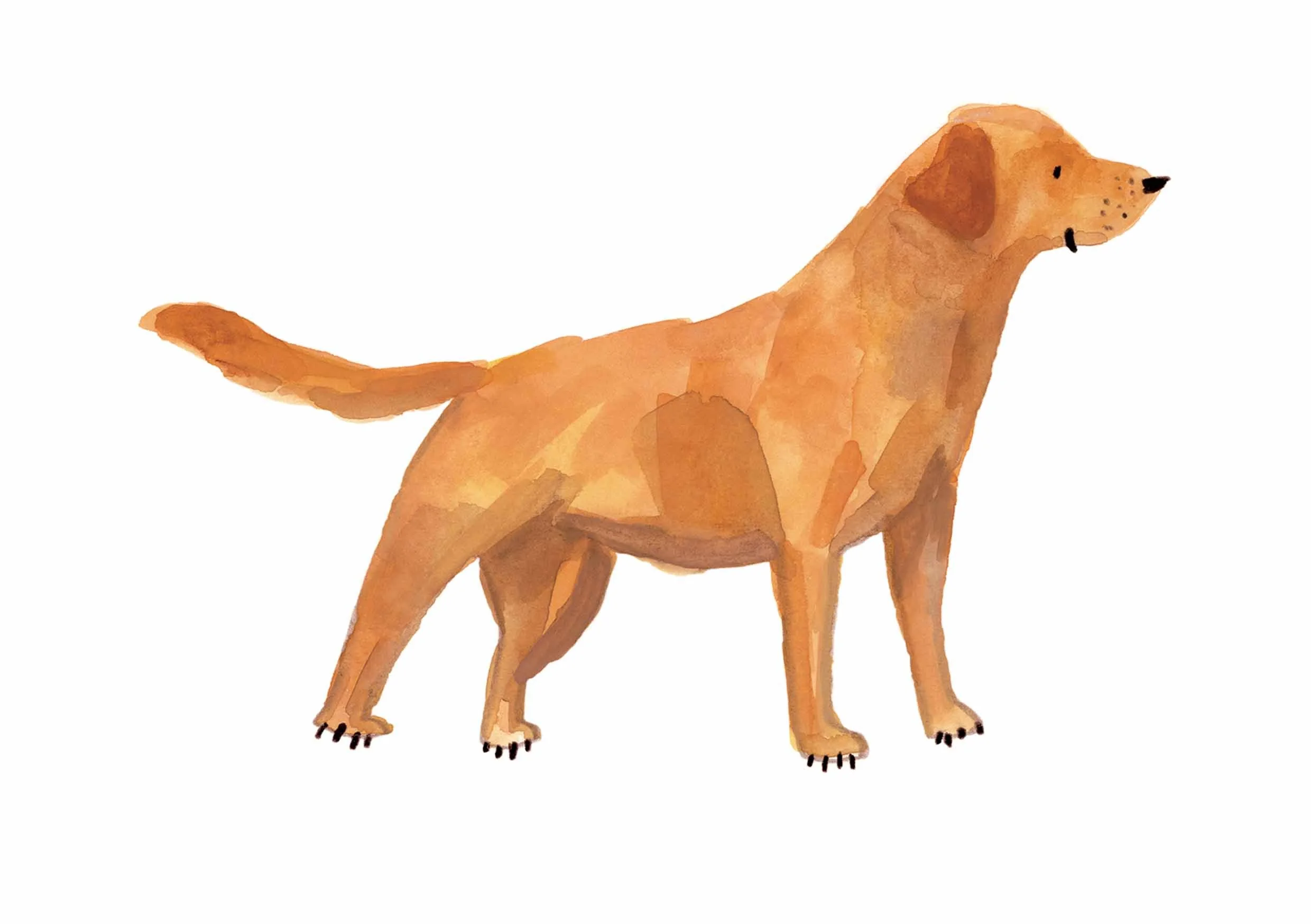 Fox Red Lab Print online.jpg