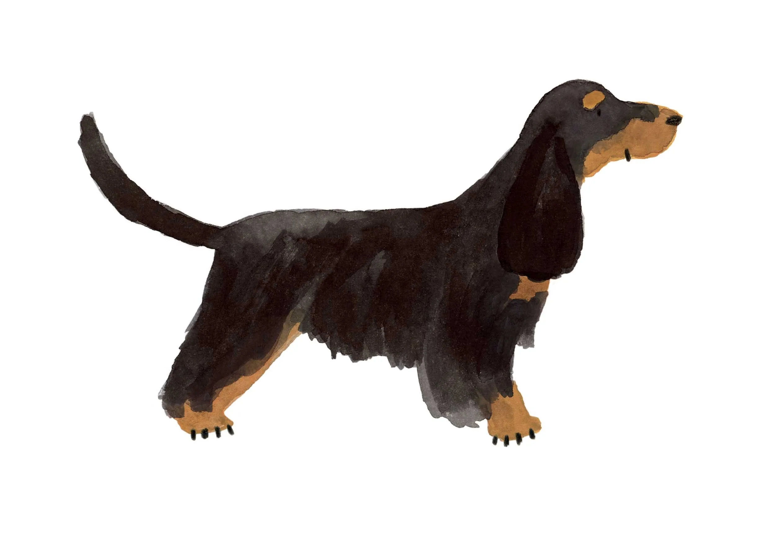 Black and Tan Cocker Print online.jpg