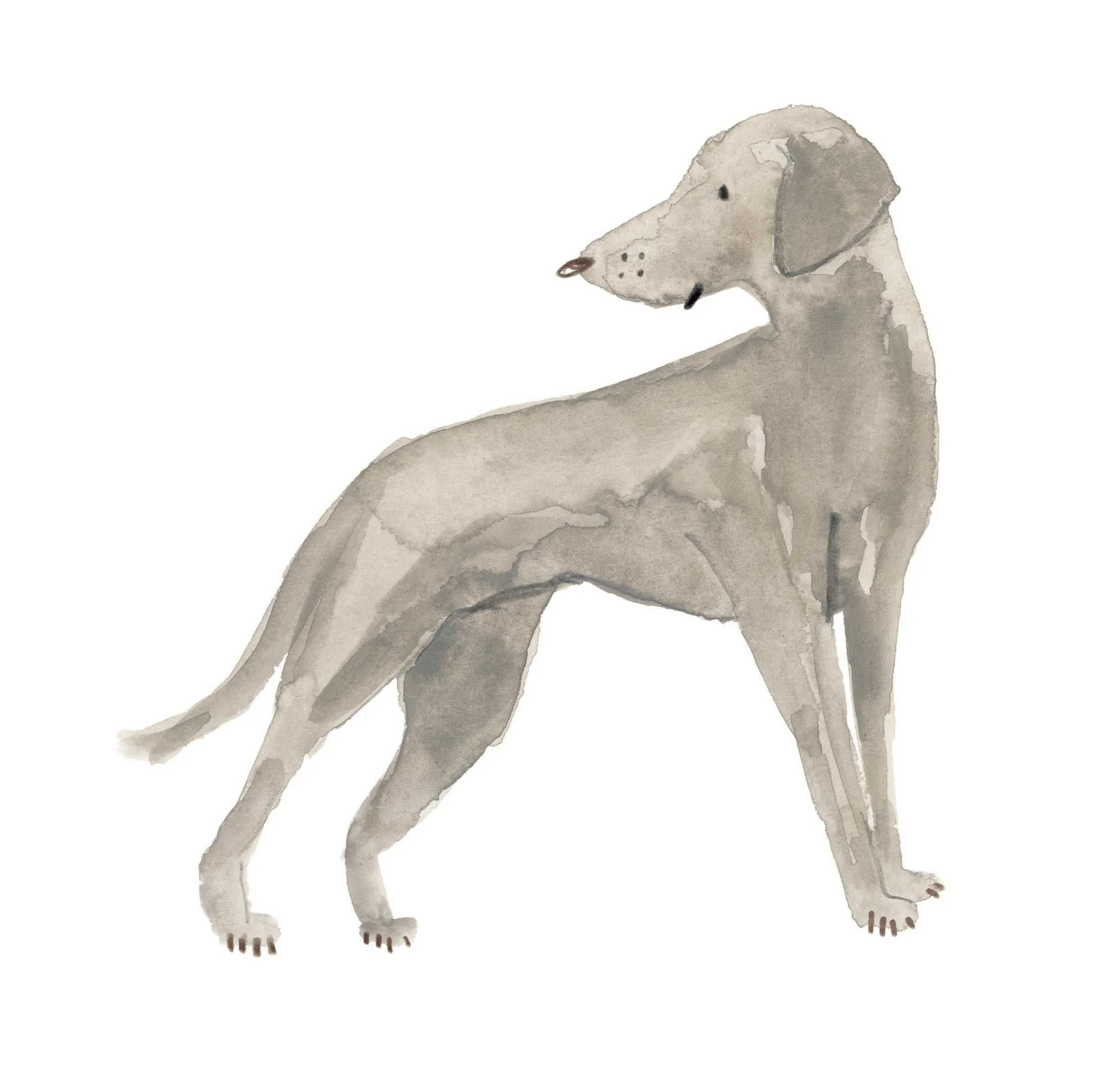 Weimaraner 1 online.jpg