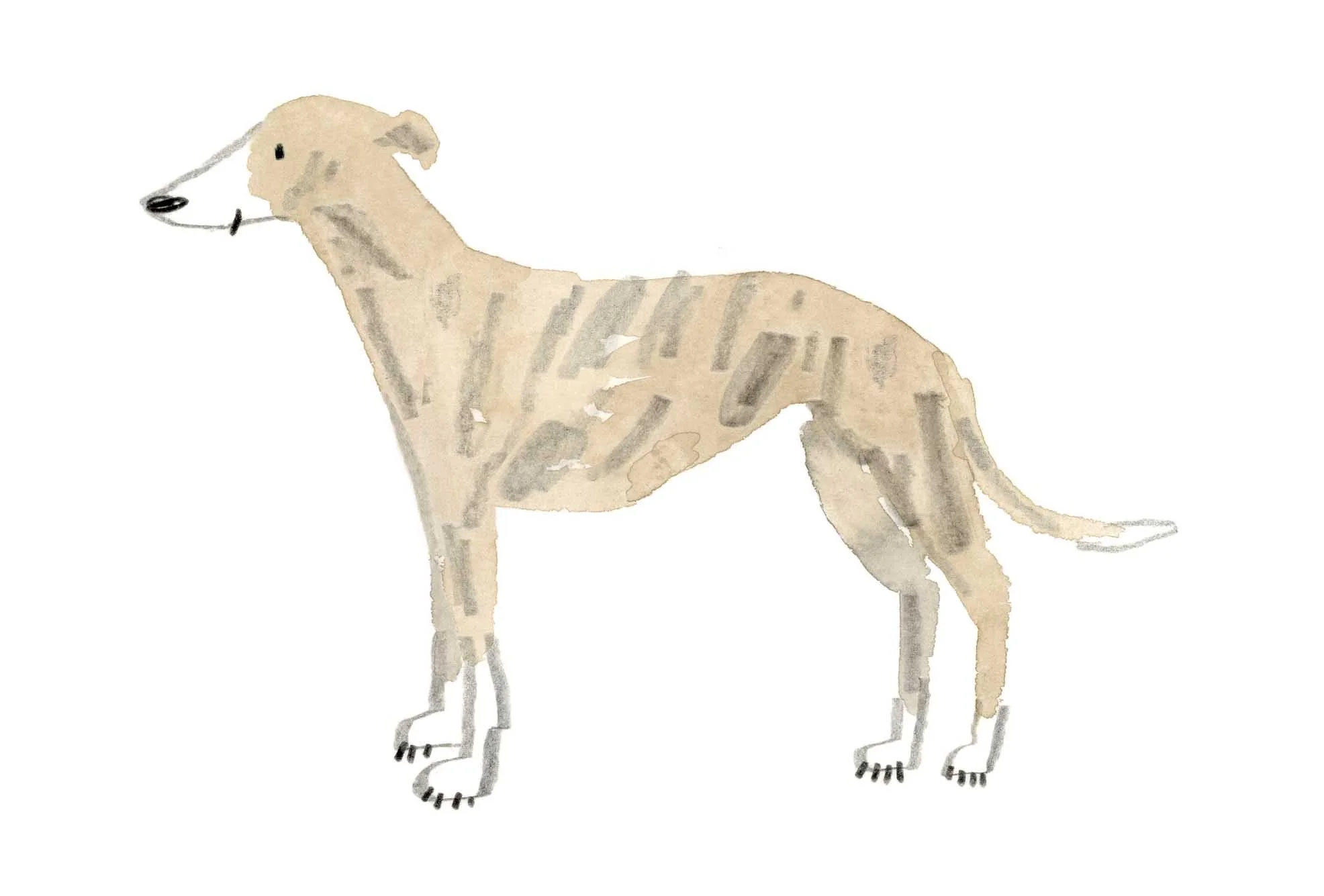 Light brown whippet print online.jpg