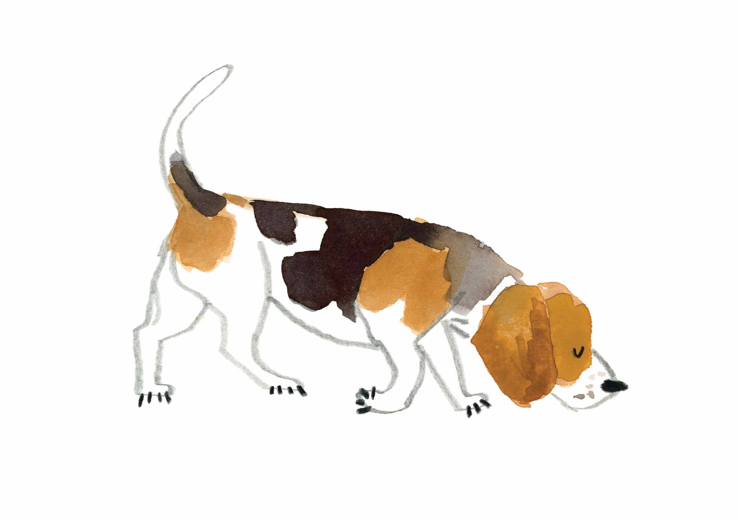 Beagle Print 1 online.jpg