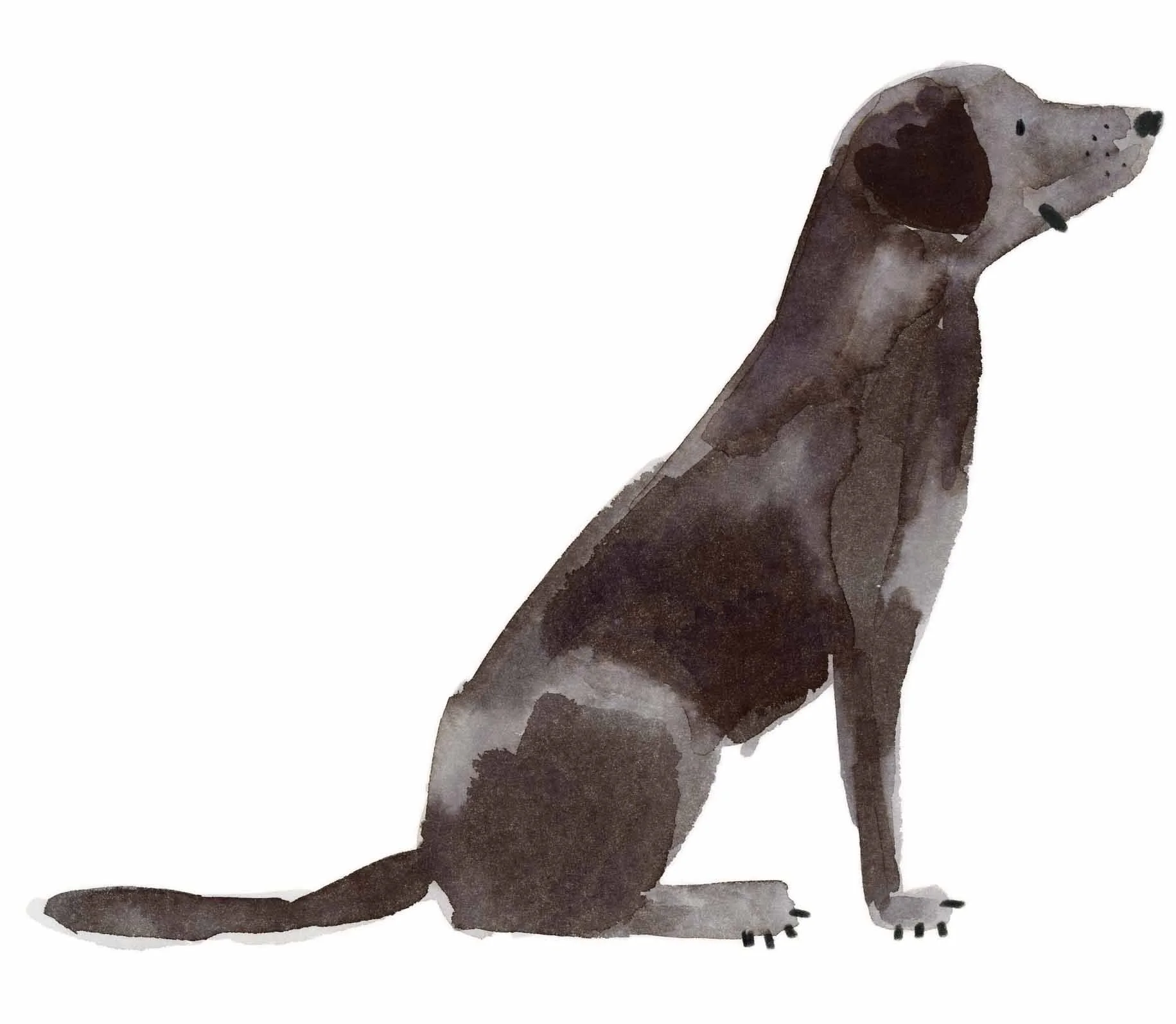 Black Labrador original 4 oline.jpg