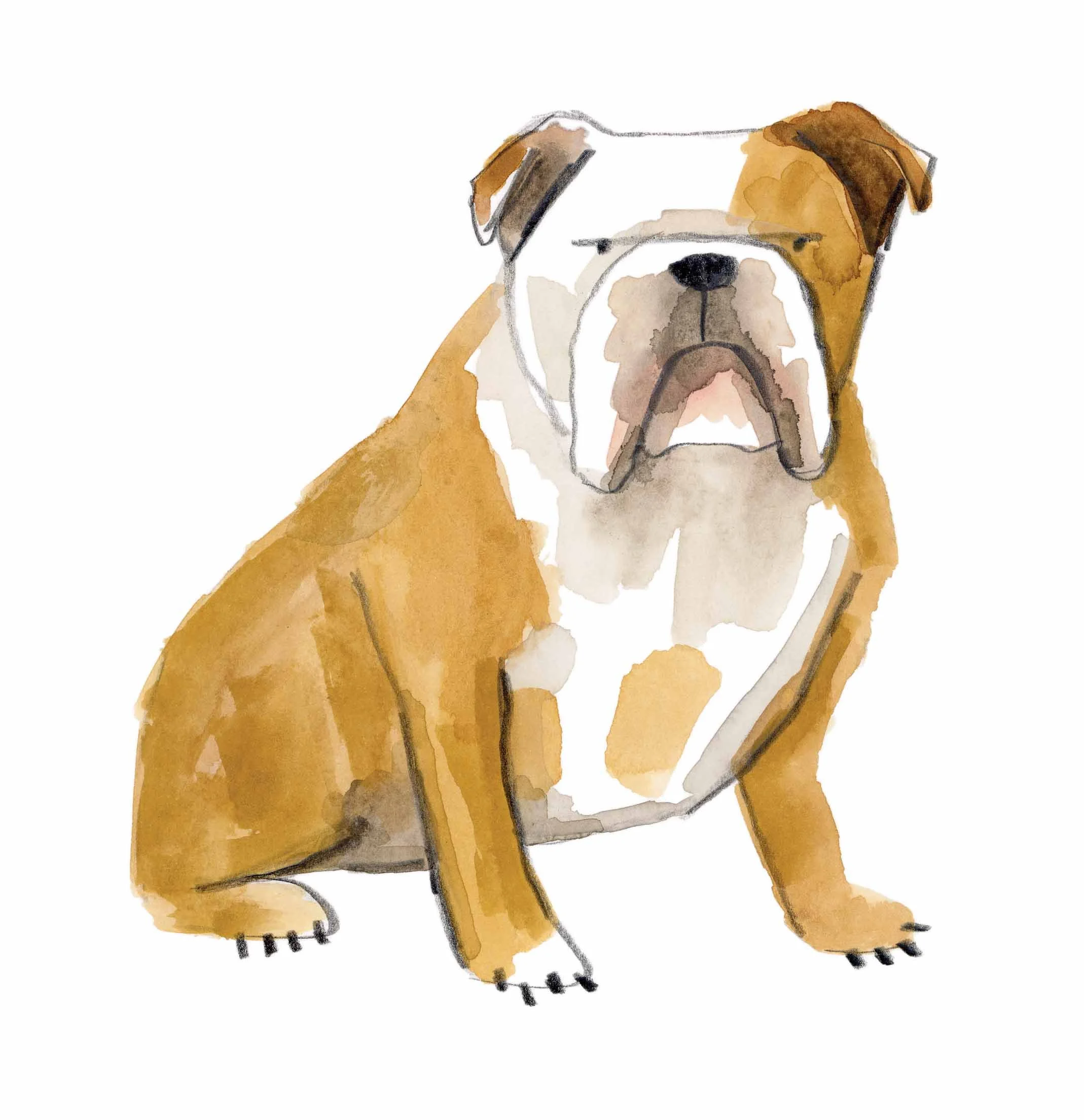 Bulldog original 4 online.jpg