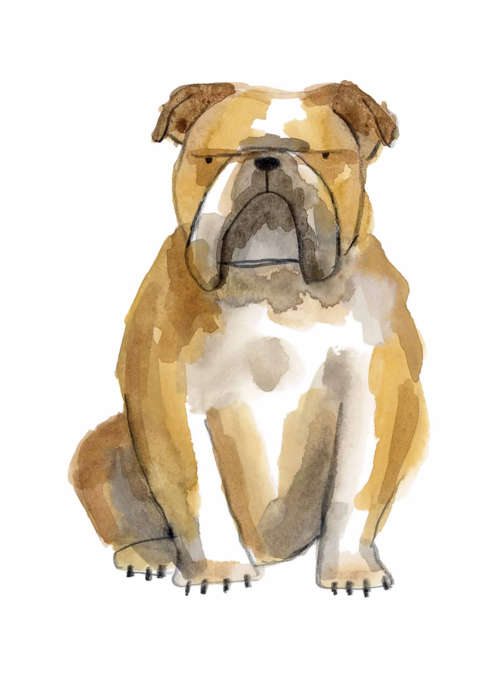 Bulldog Original 5 online.jpg