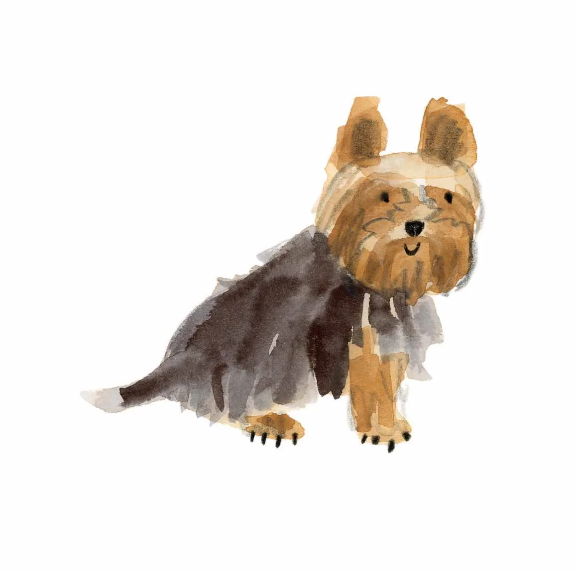 Yorkshire Terrier 1 online.jpg
