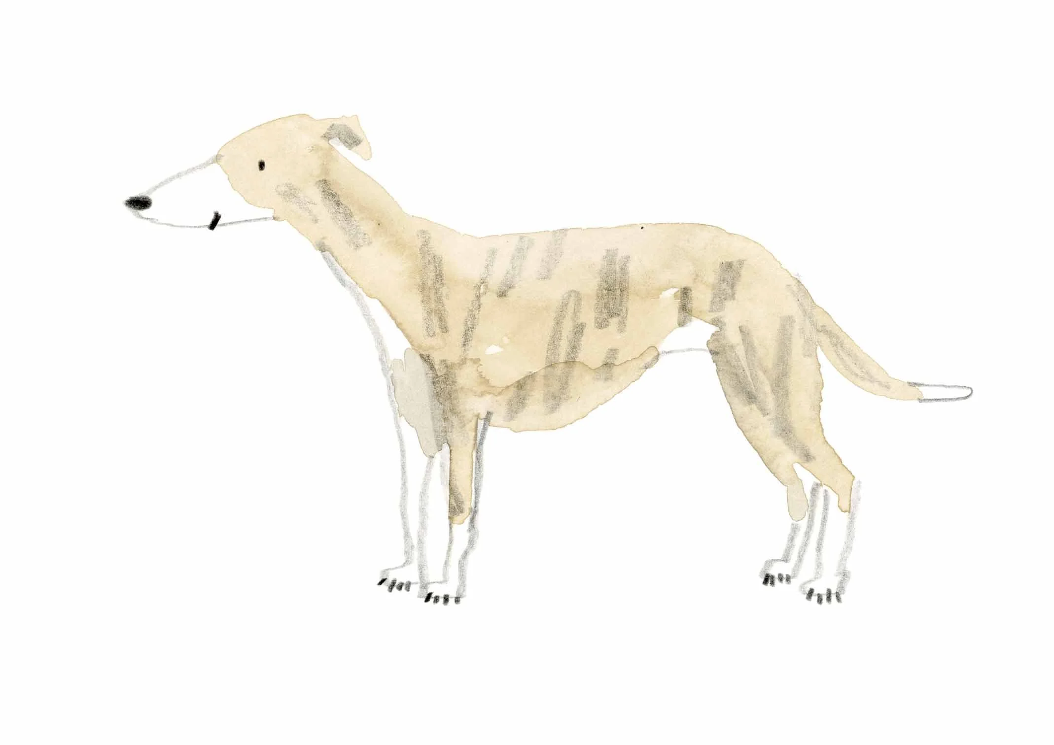 Whippet 3 online.jpg