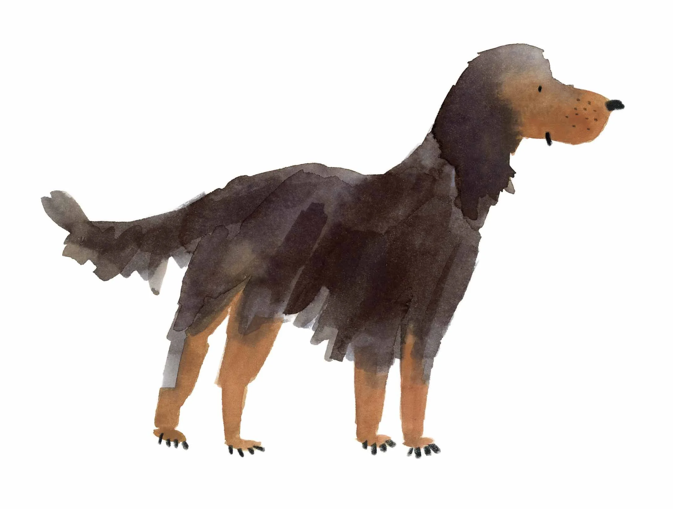 Gordon Setter 3 online.jpg